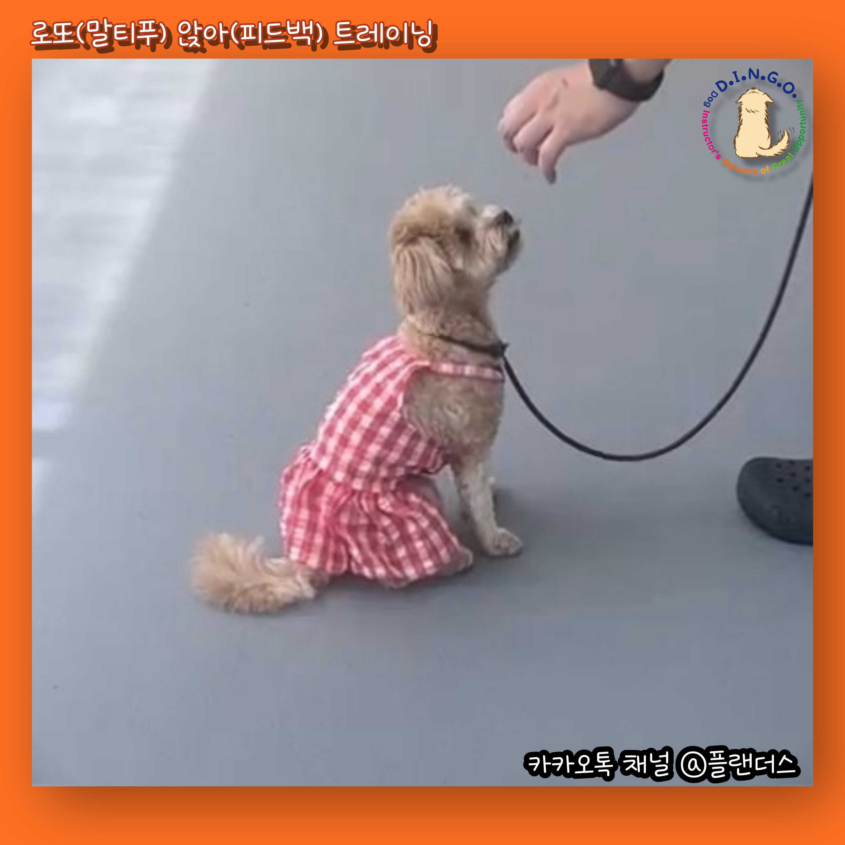 플랜더스 반려견 교육센터 대표 이미지