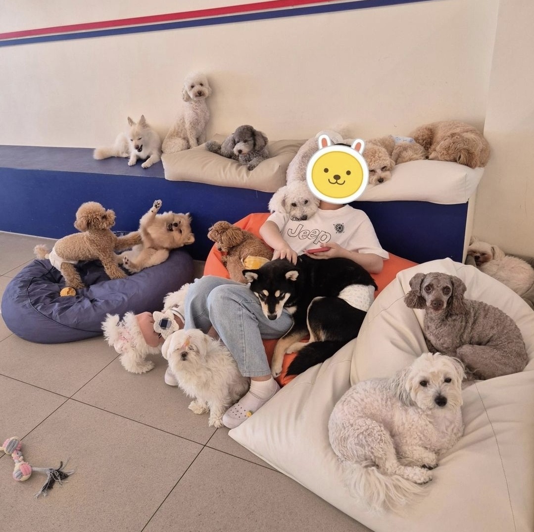 플라이투더뭉 애견유치원&애견호텔&애견미용&돌봄 대표 이미지