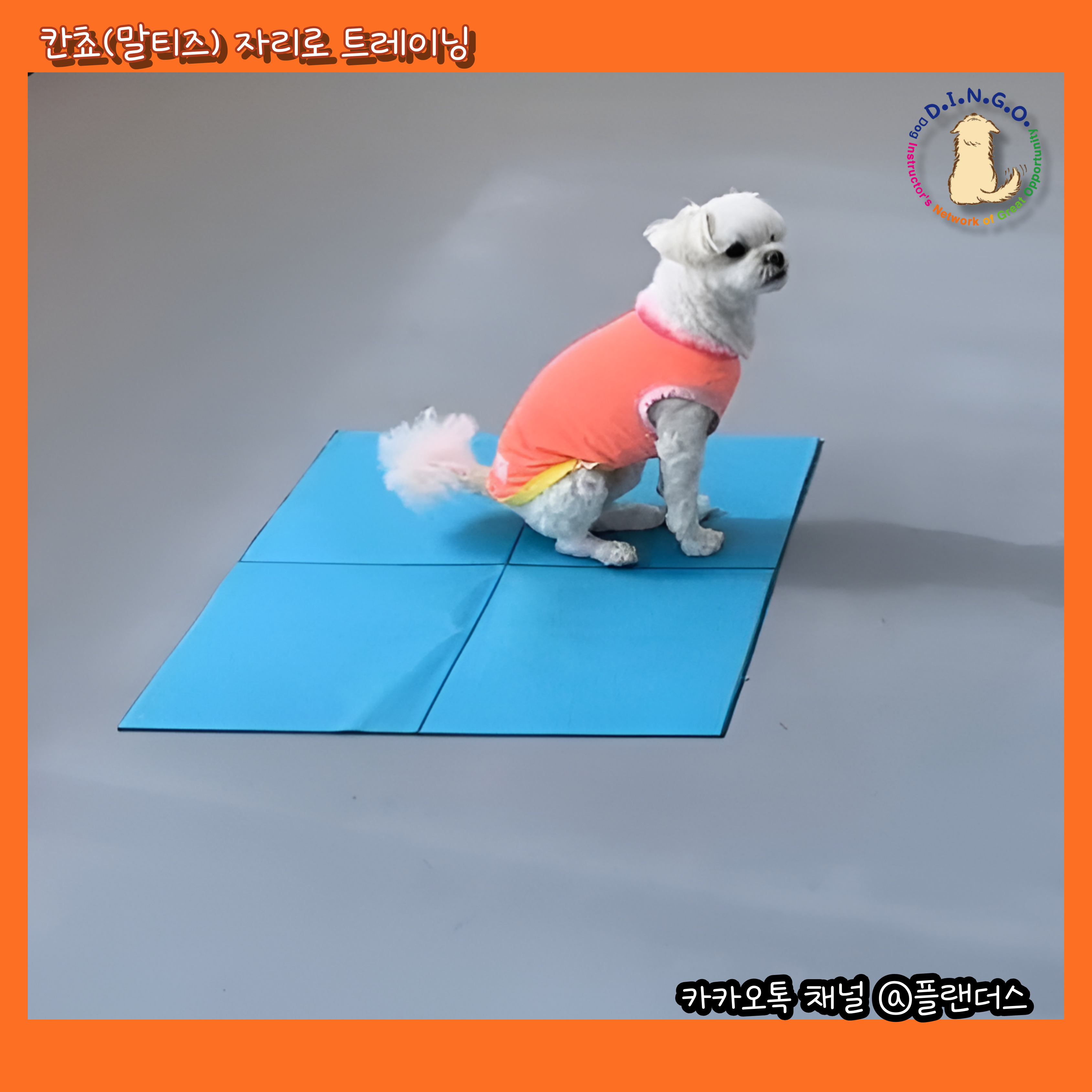 플랜더스 반려견 교육센터 대표 이미지