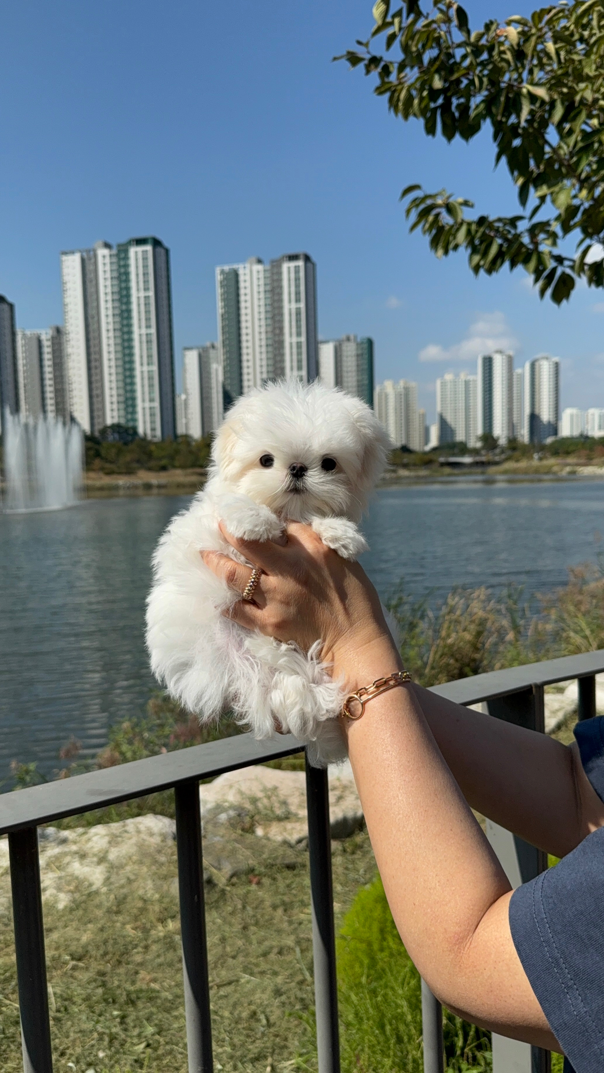 이정훈강아지