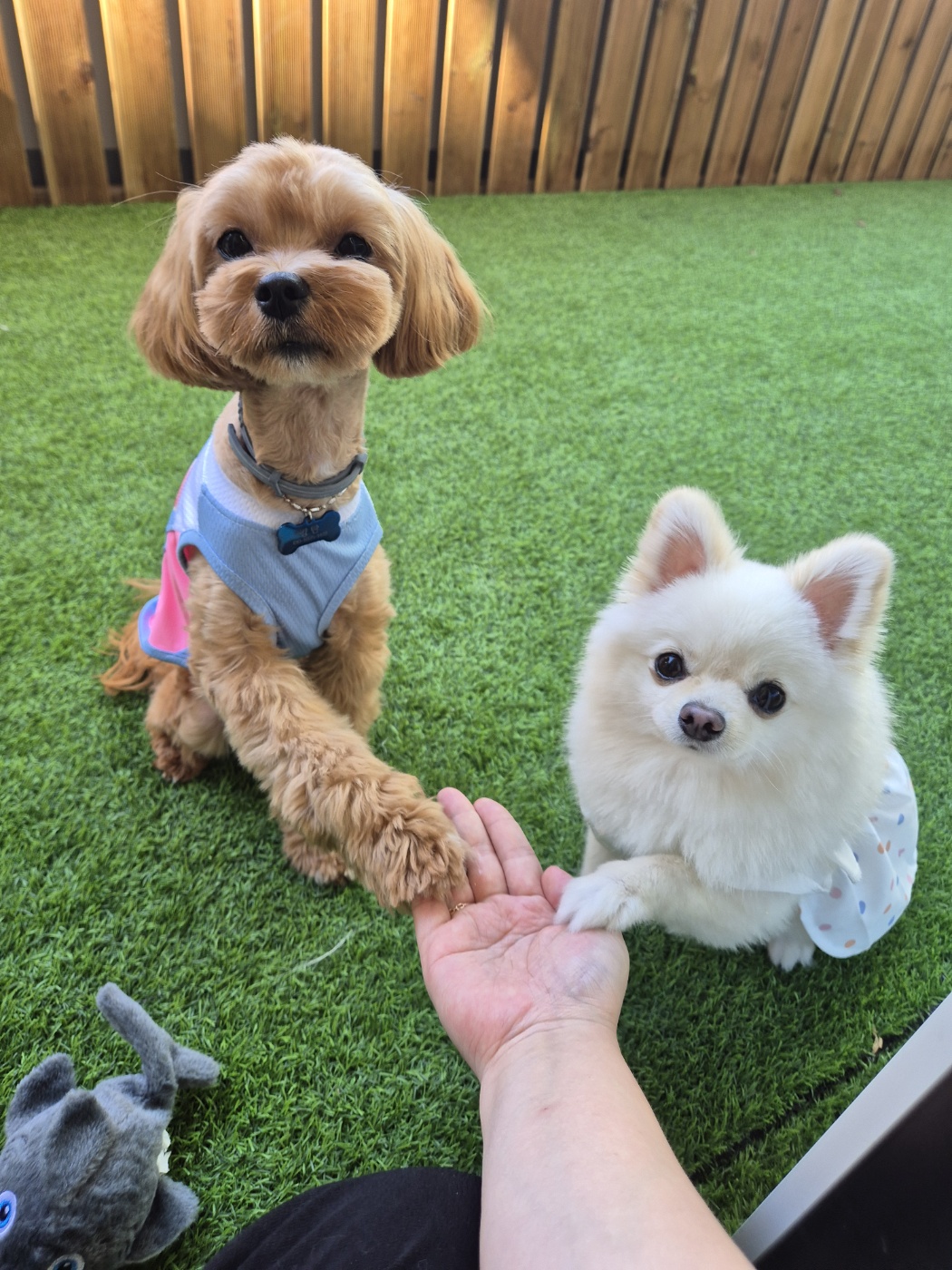 시그멍 애견 호텔&유치원 대표 이미지