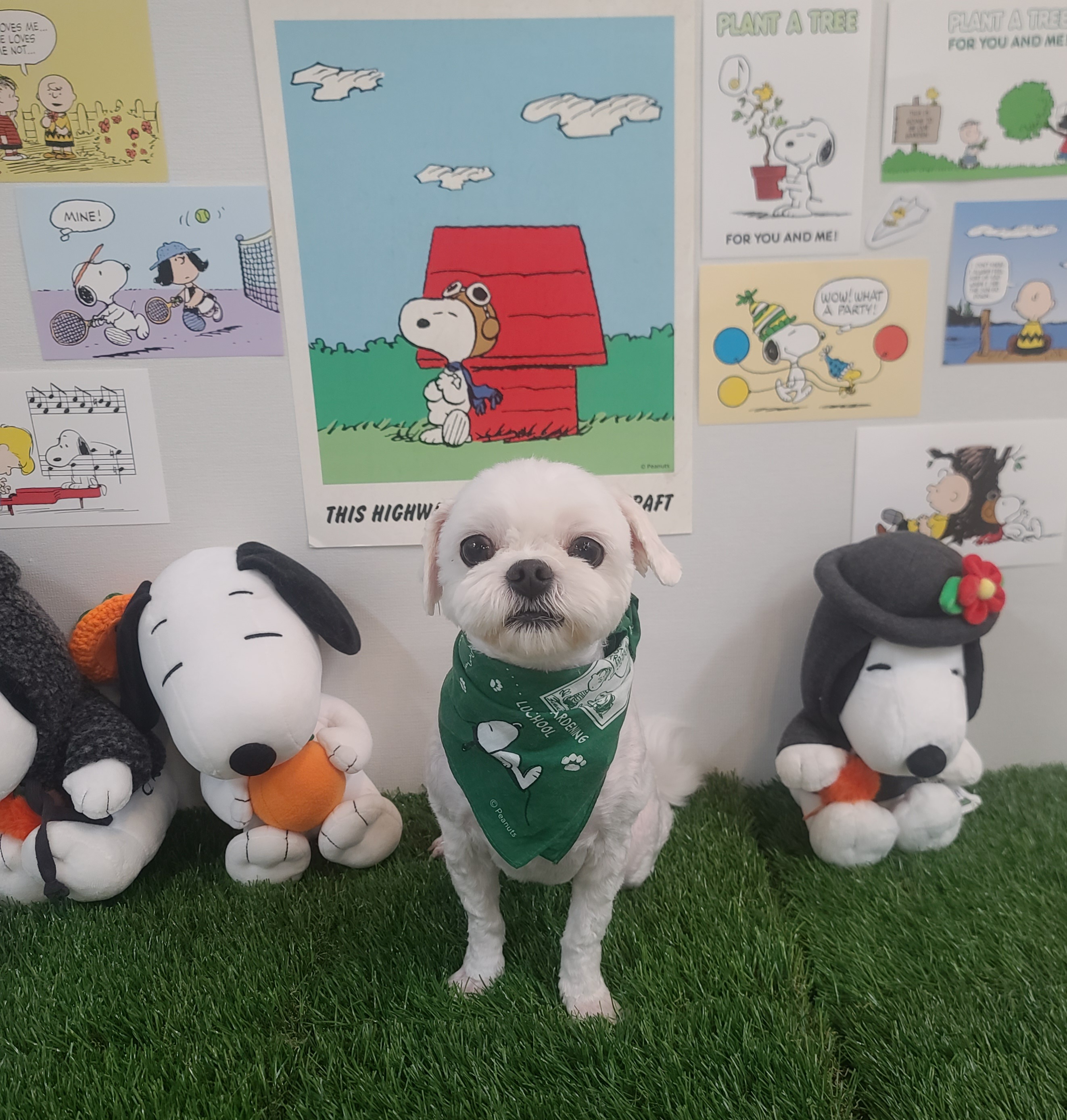 펫클래식 대표 이미지