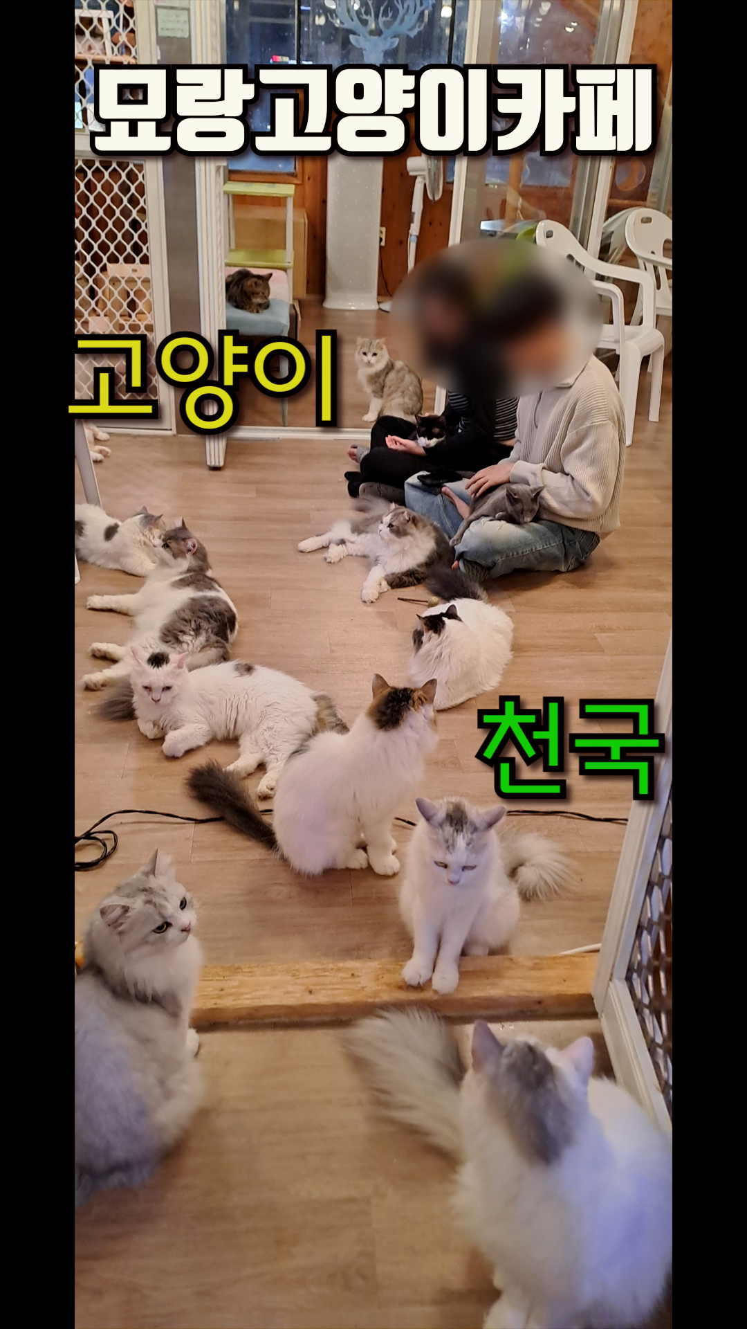 묘랑 고양이 카페