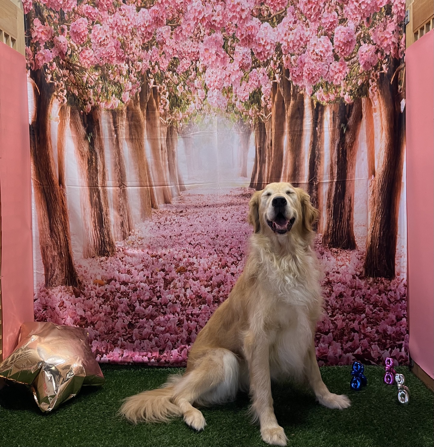 김포DOG힐링파크