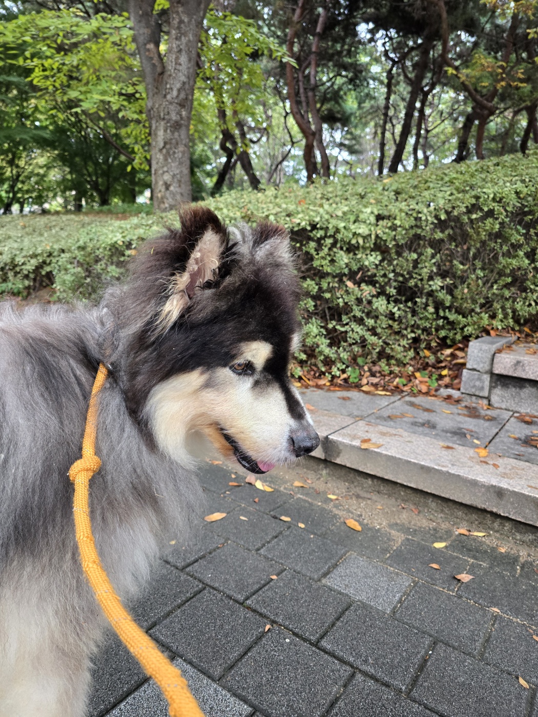 시티독 3