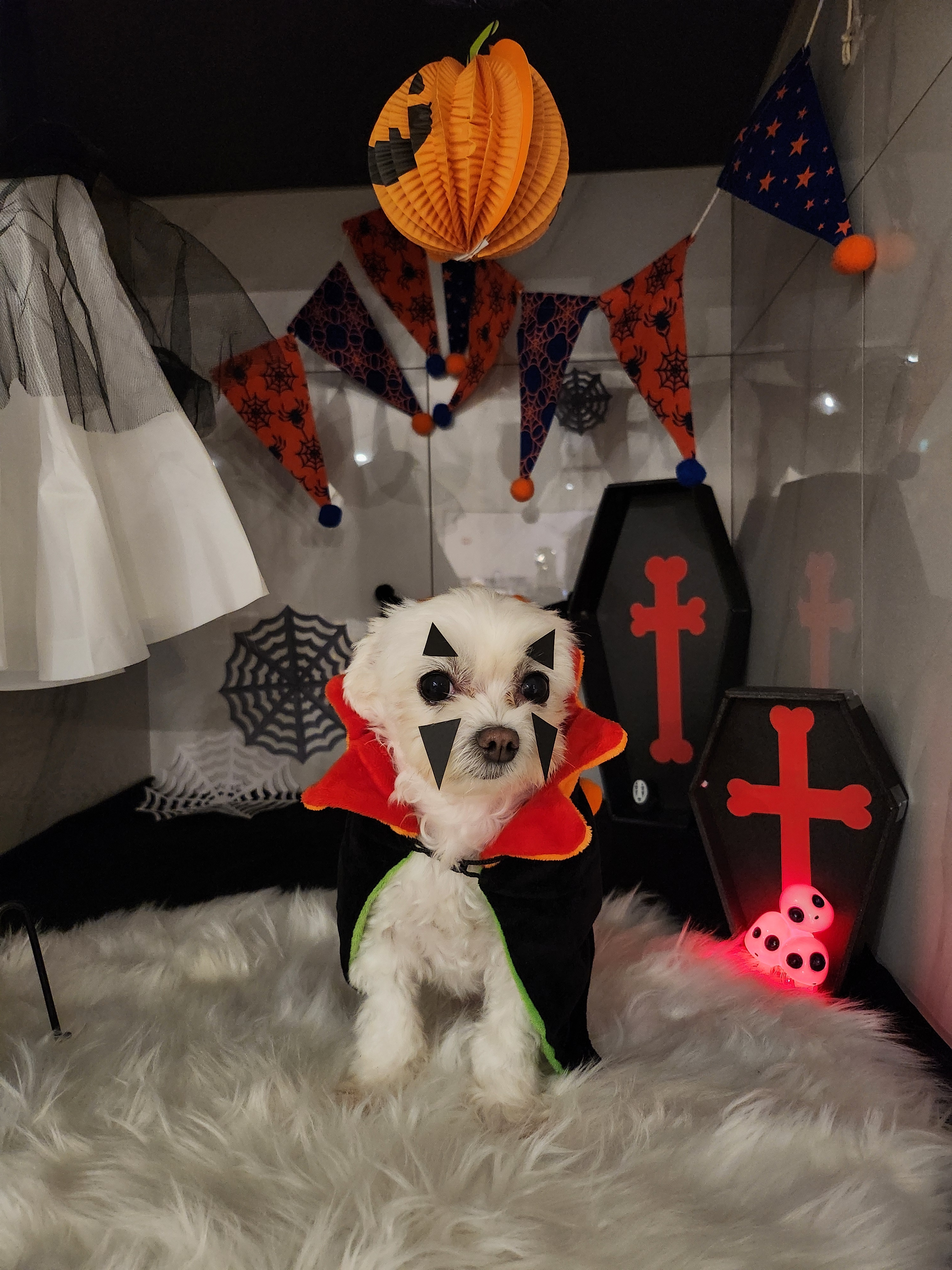 덕분이야모든개 애견유치원/애견호텔 대표 이미지