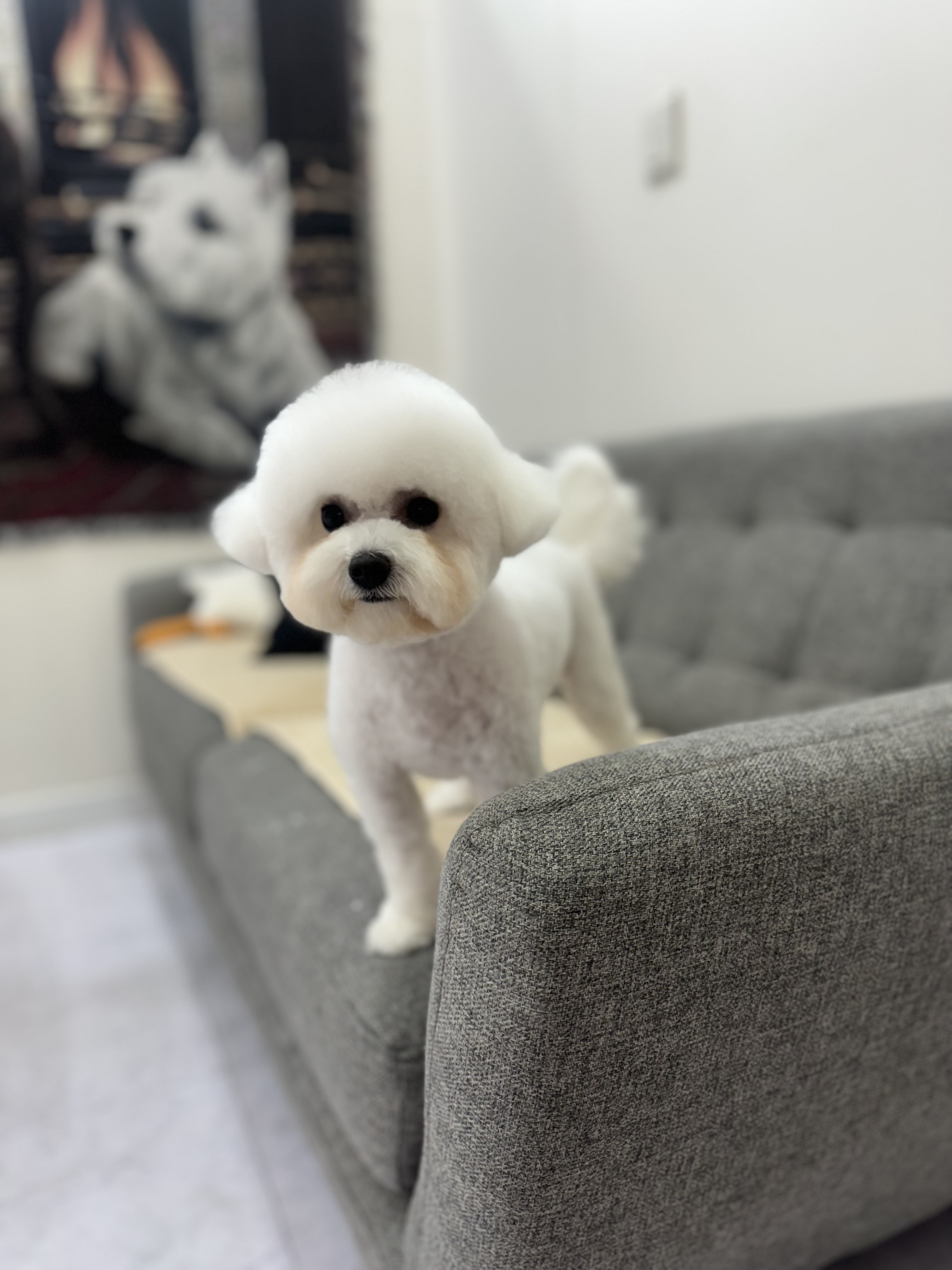 스타덤 펫살롱 대표 이미지