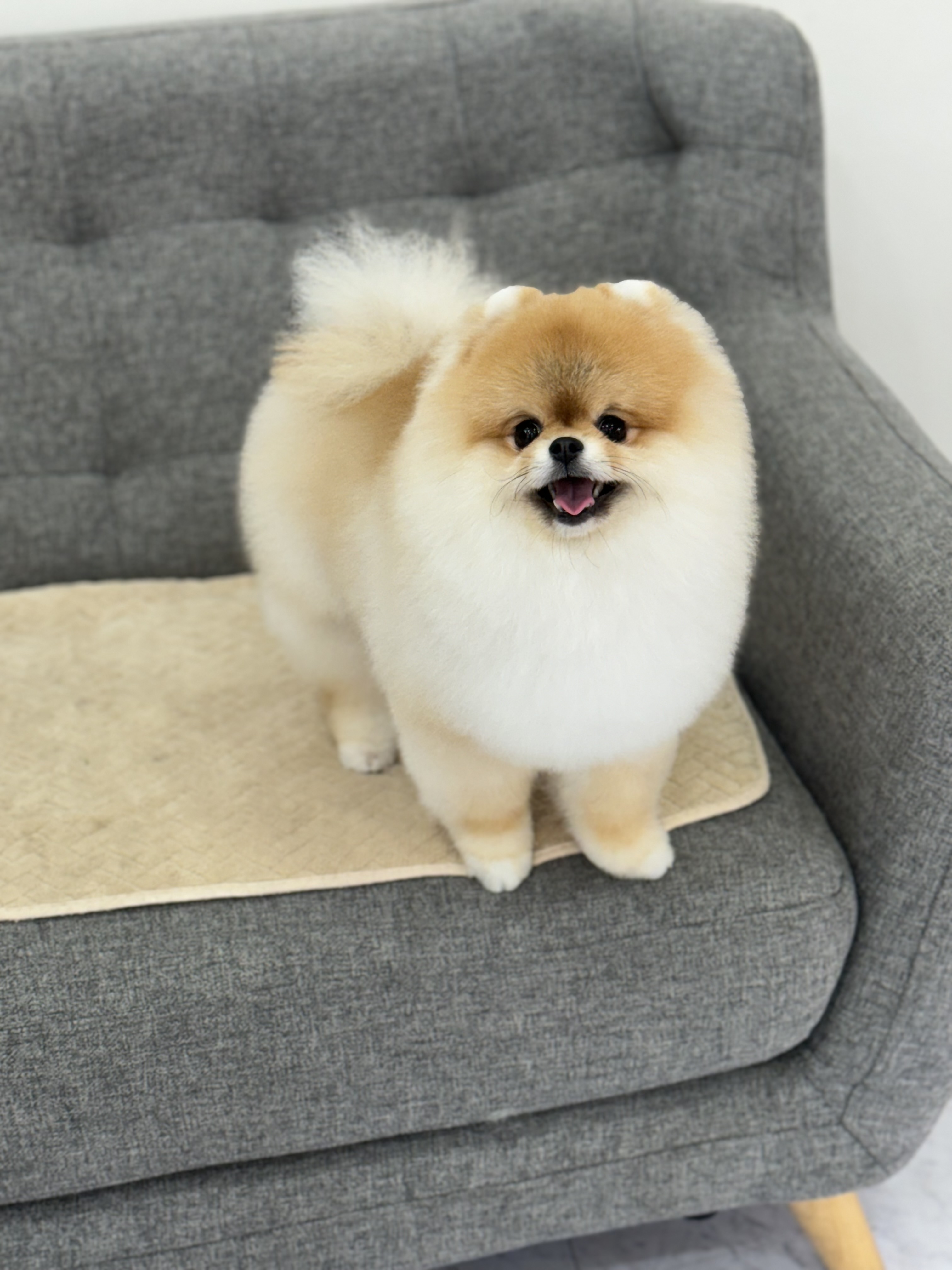 스타덤 펫살롱 대표 이미지
