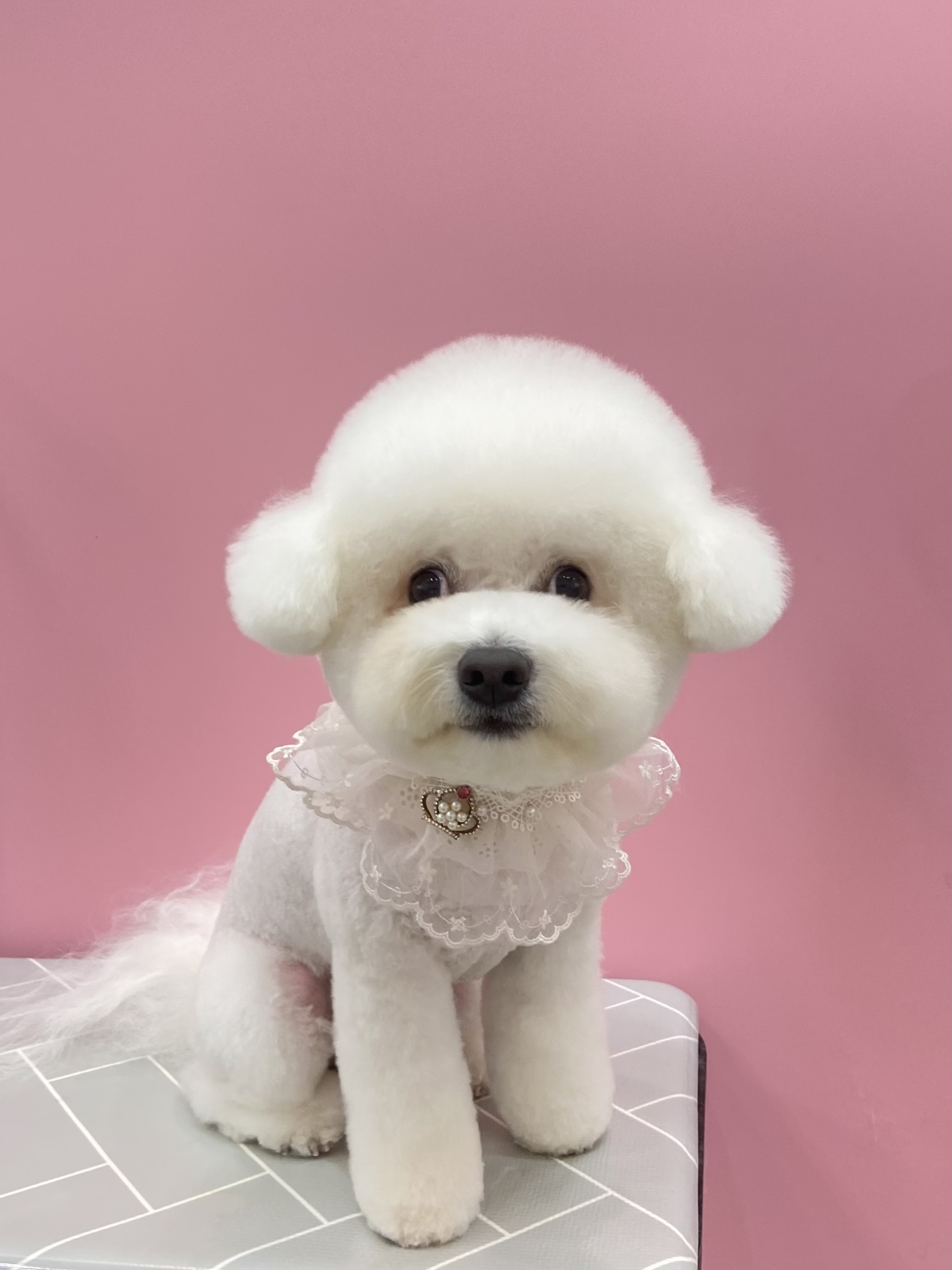 엘리펫살롱 대표 이미지