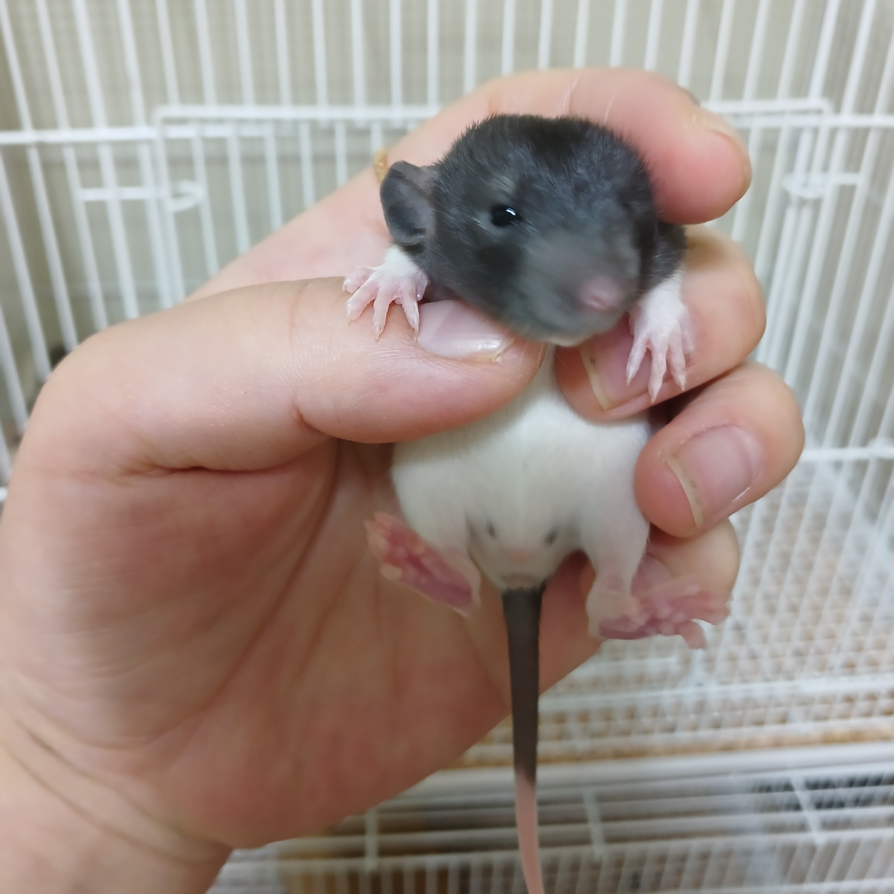 달려라개구쟁이 4