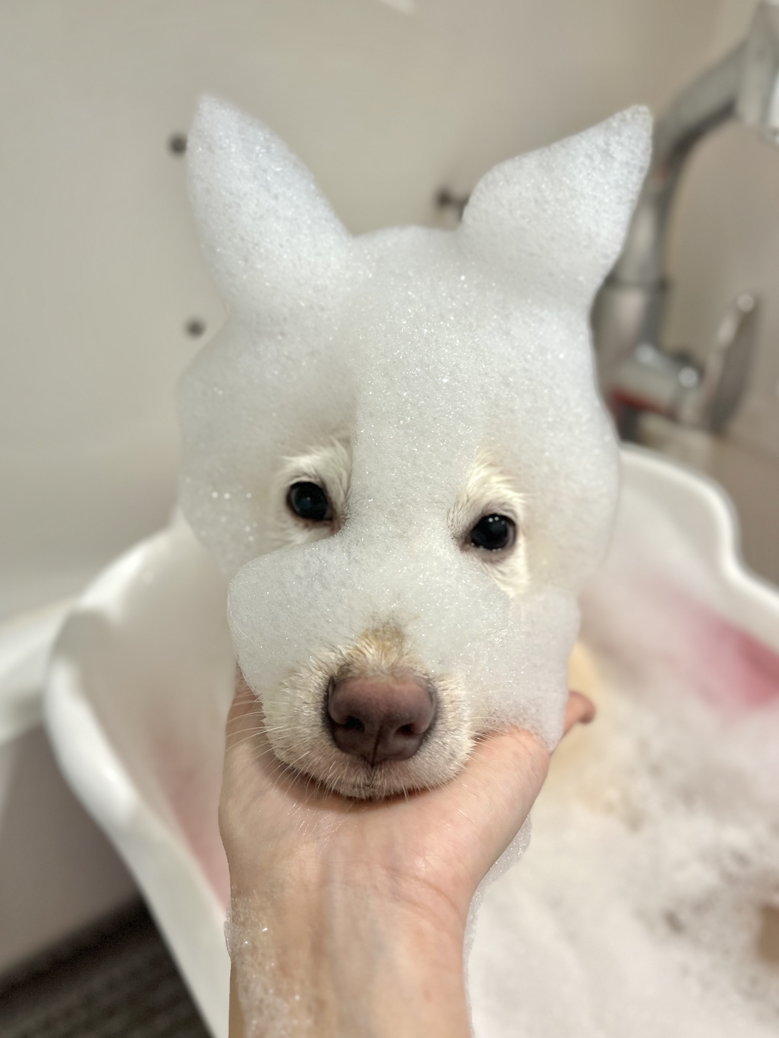 하이멍 대표 이미지