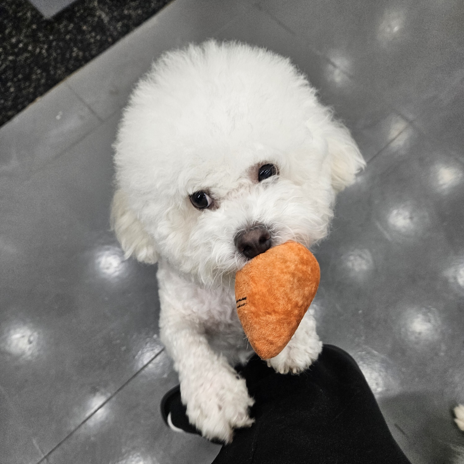 펫솔루션 애견미용 애견호텔 애견유치원 대표 이미지