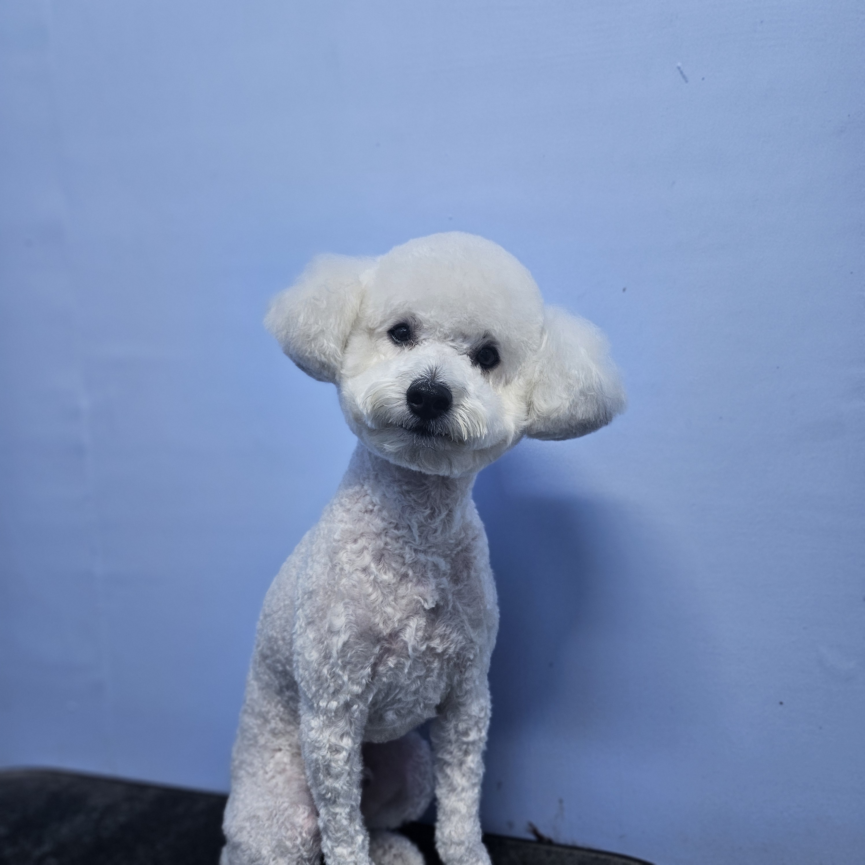 펫솔루션 대표 이미지