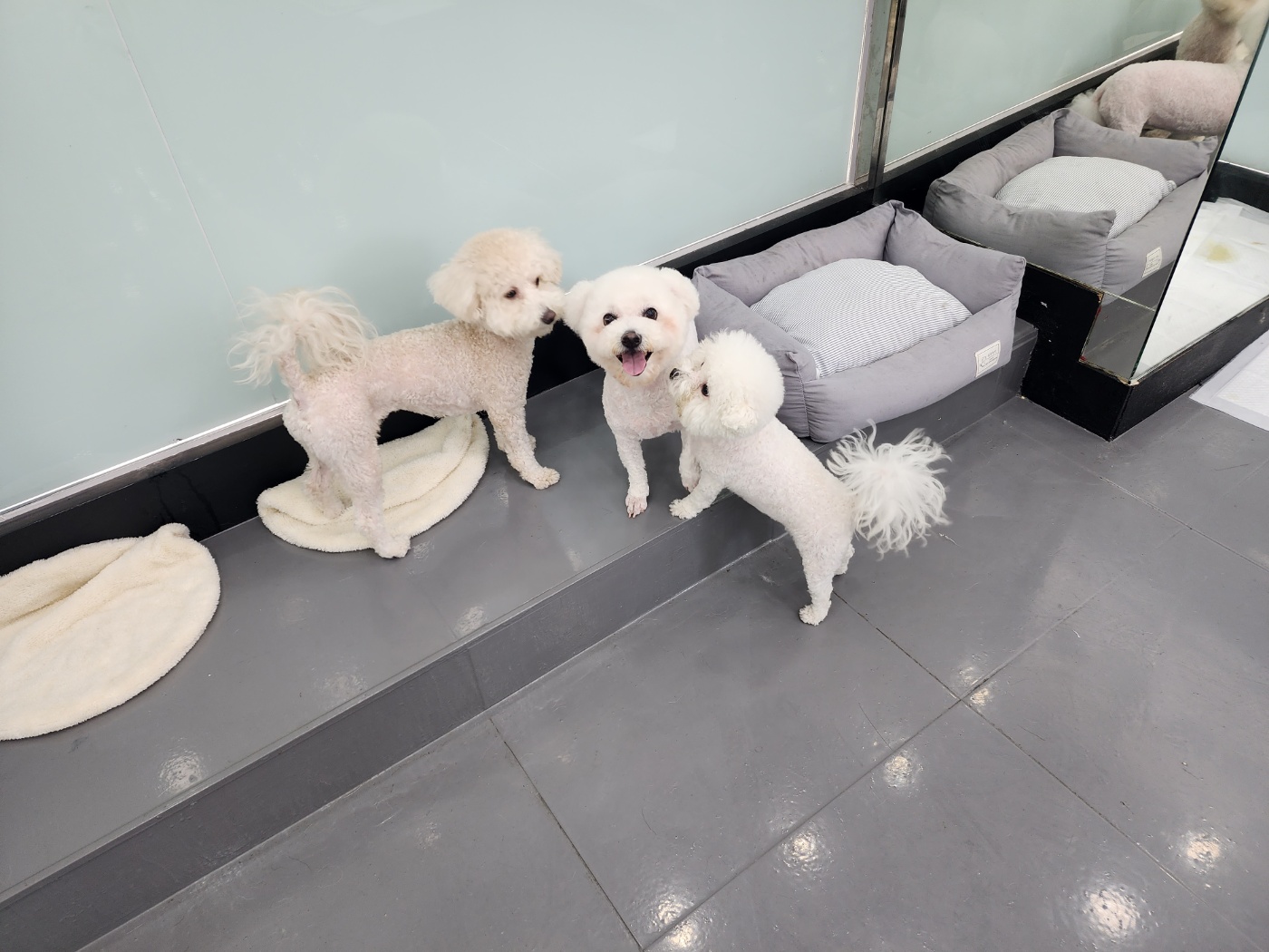 펫솔루션 대표 이미지