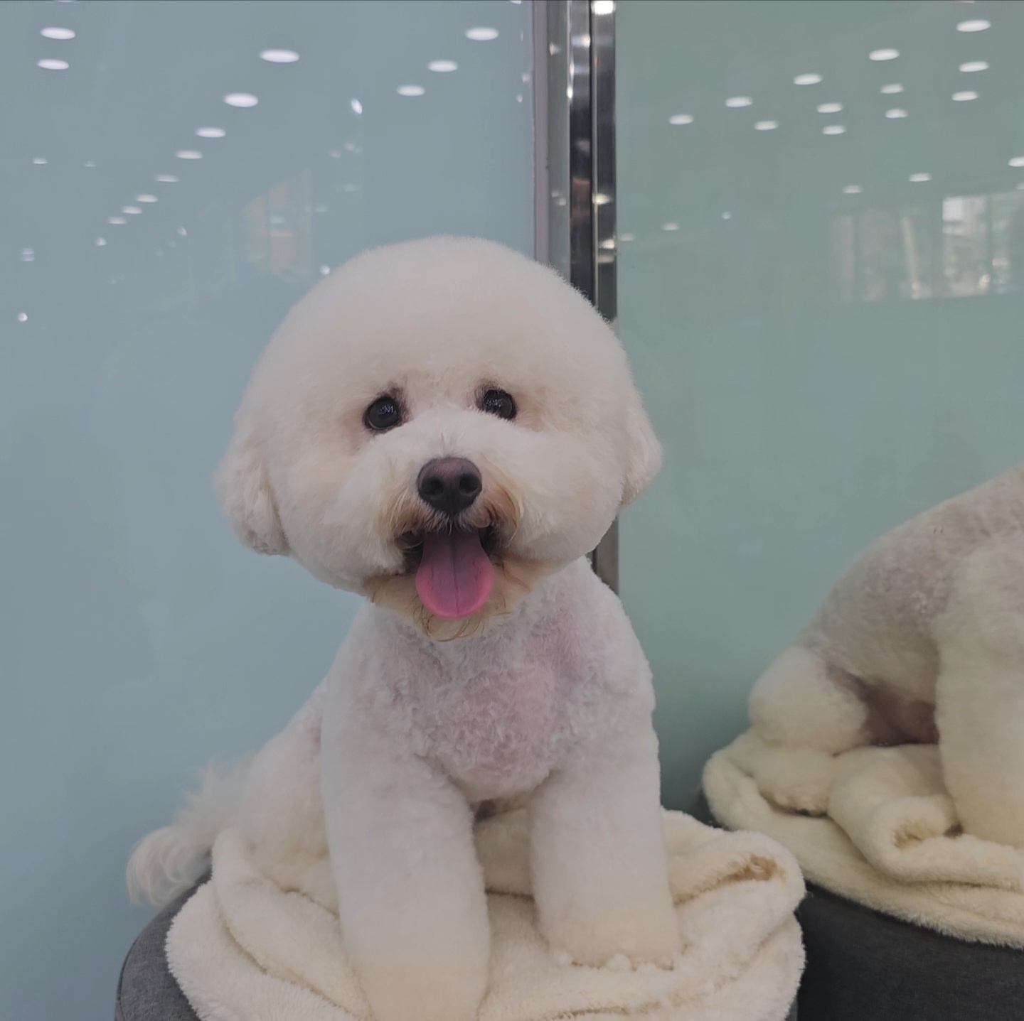 펫솔루션 대표 이미지