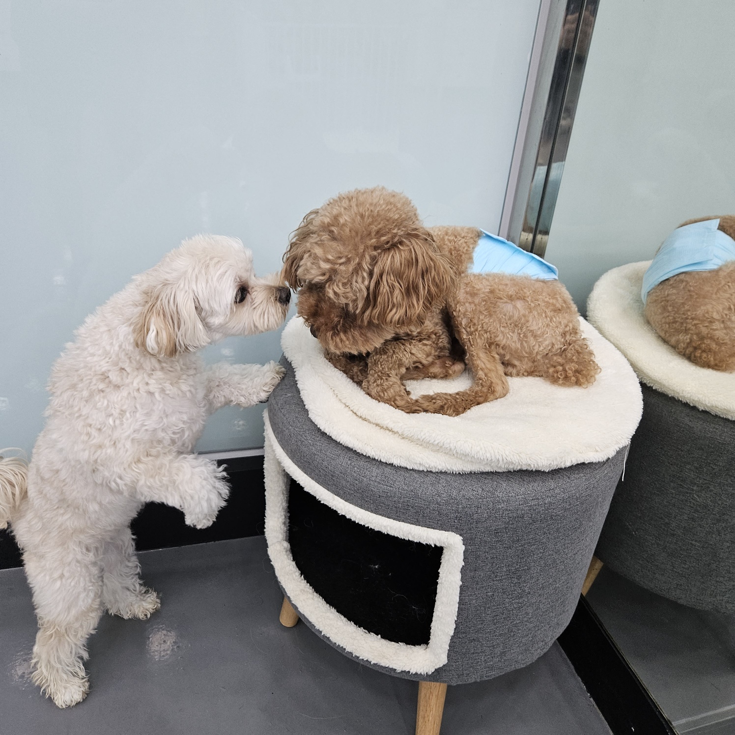 펫솔루션 애견미용 애견호텔 애견유치원 대표 이미지