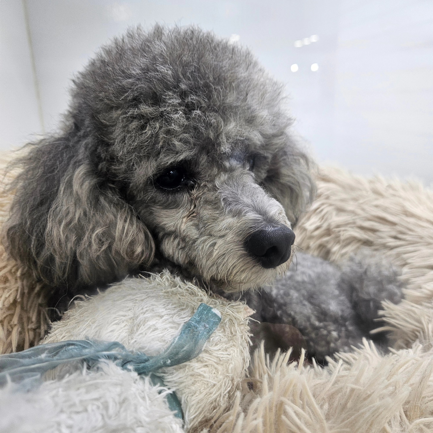 펫솔루션 애견미용 애견호텔 애견유치원 대표 이미지