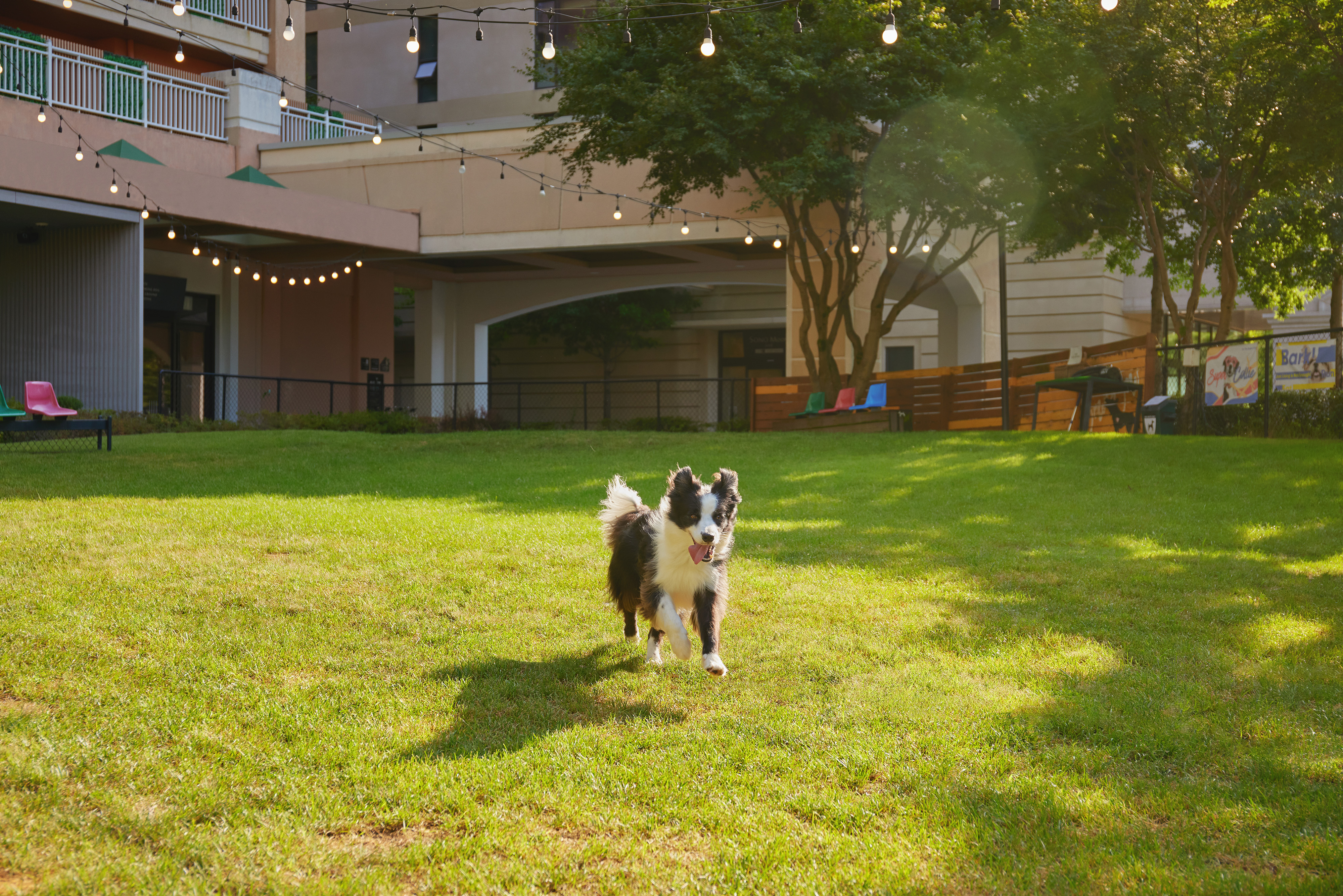 소노펫클럽앤리조트 소노펫 힐링케어 대표 이미지