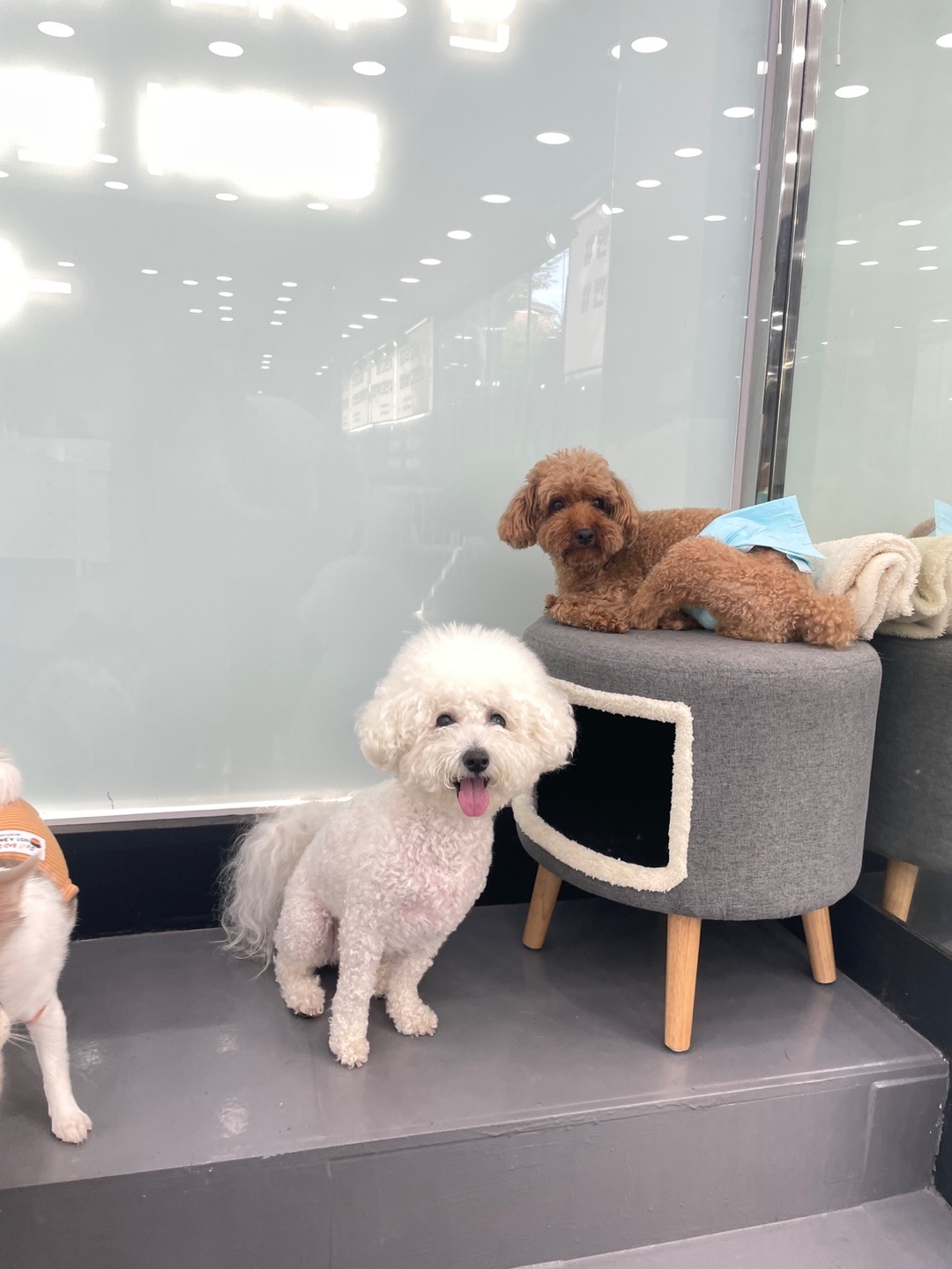 펫솔루션 애견미용 애견호텔 애견유치원 대표 이미지