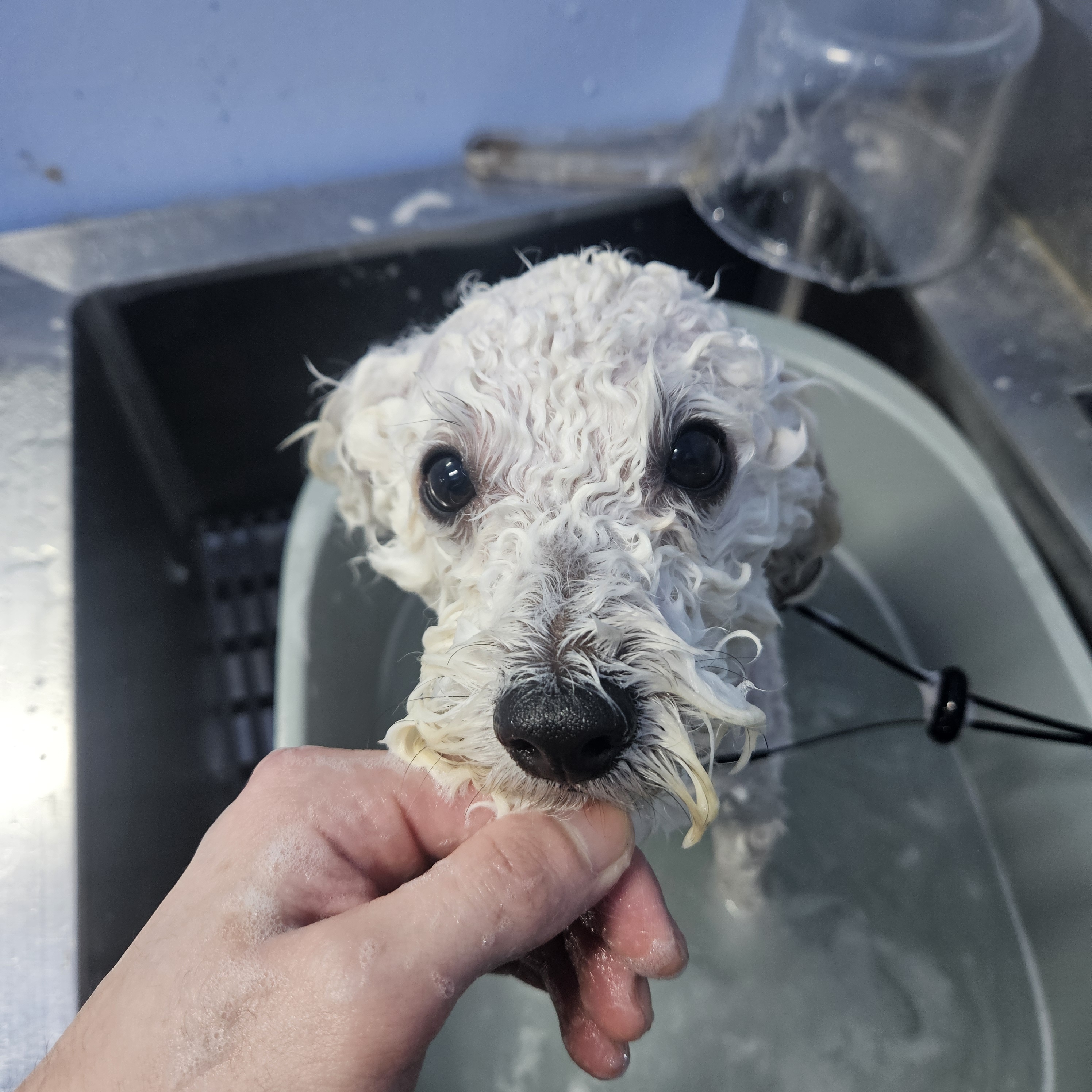 펫솔루션 애견미용 애견호텔 애견유치원 대표 이미지