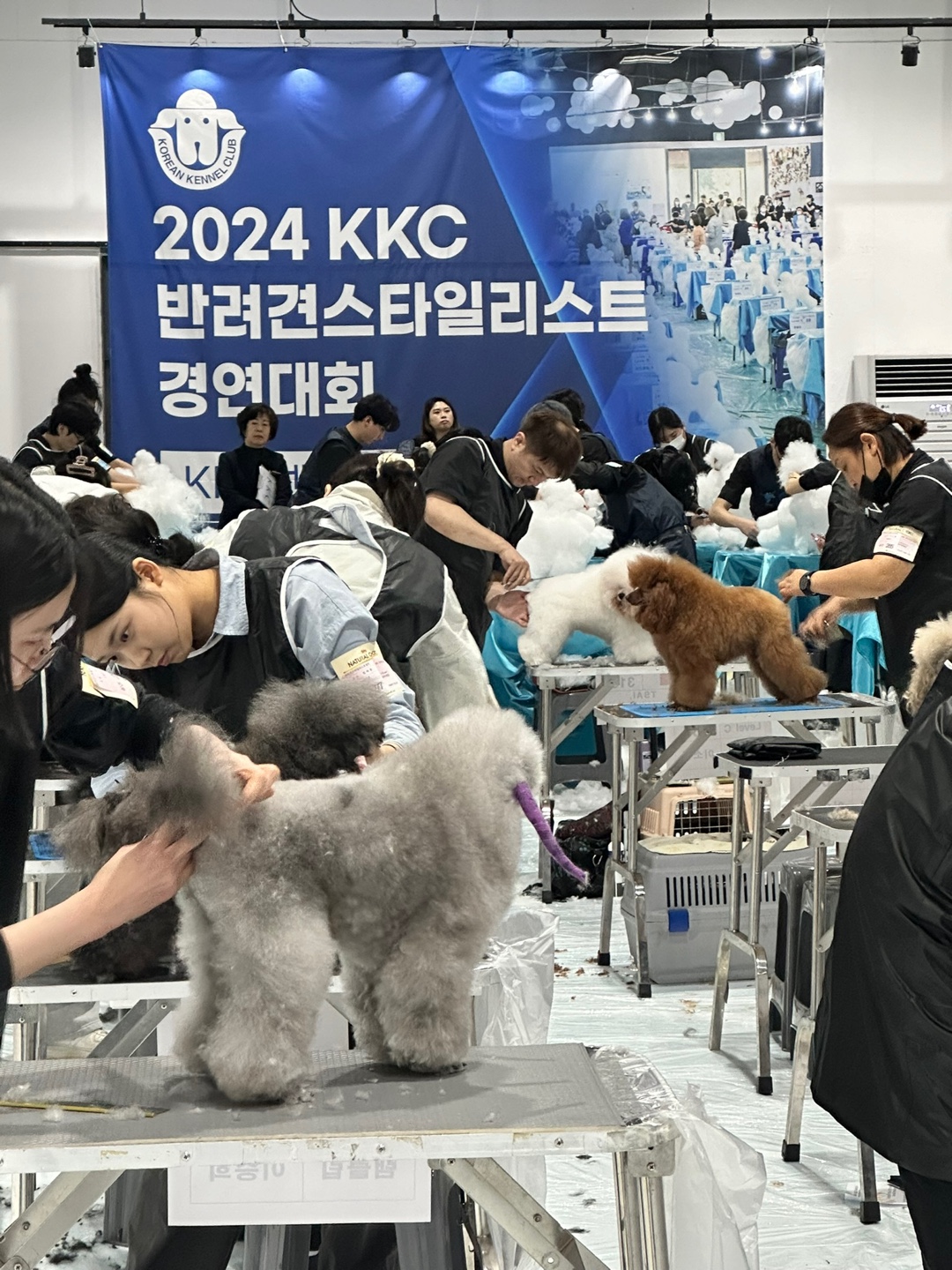 김포애견미용학원