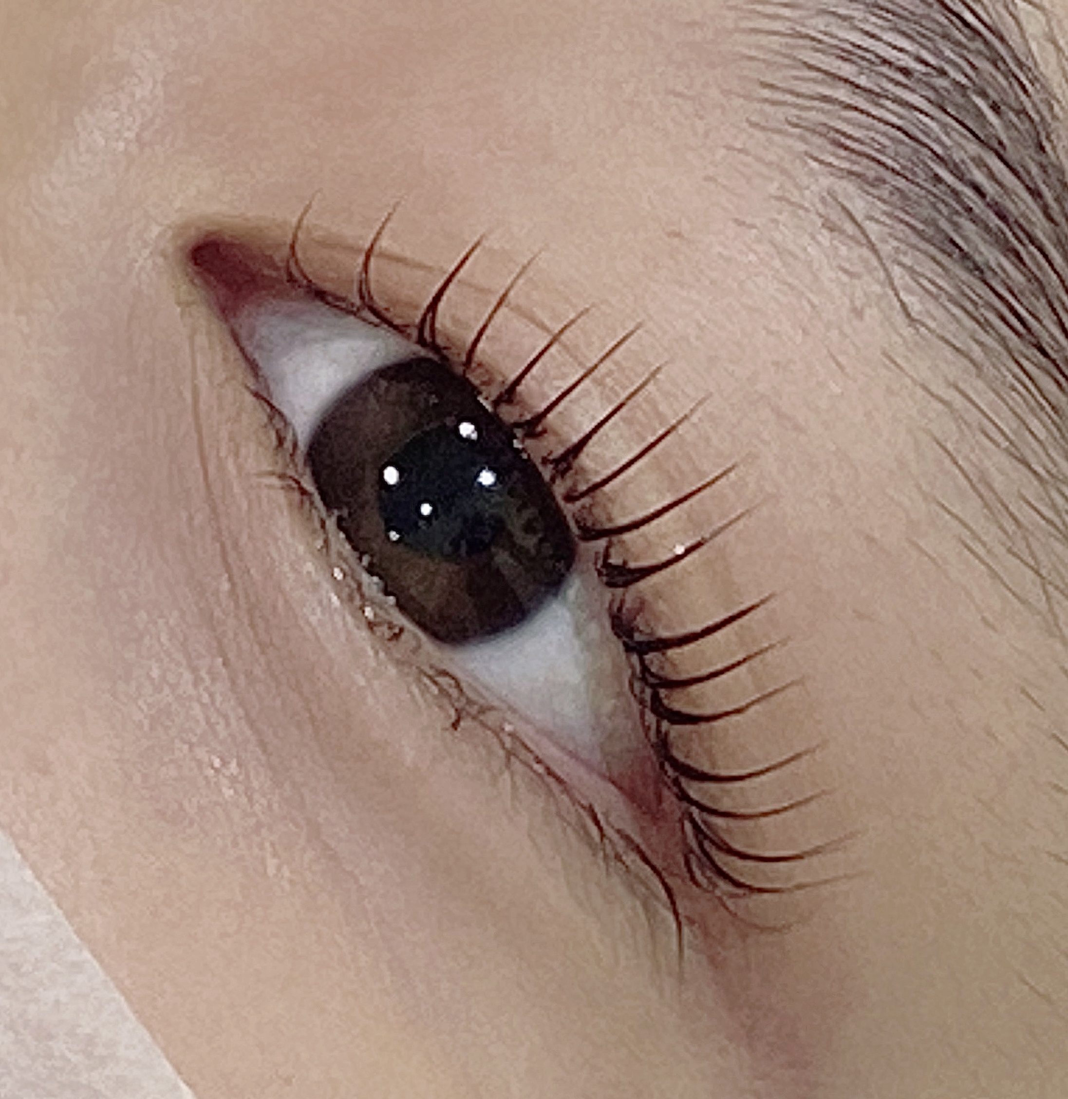 퓨어벨로