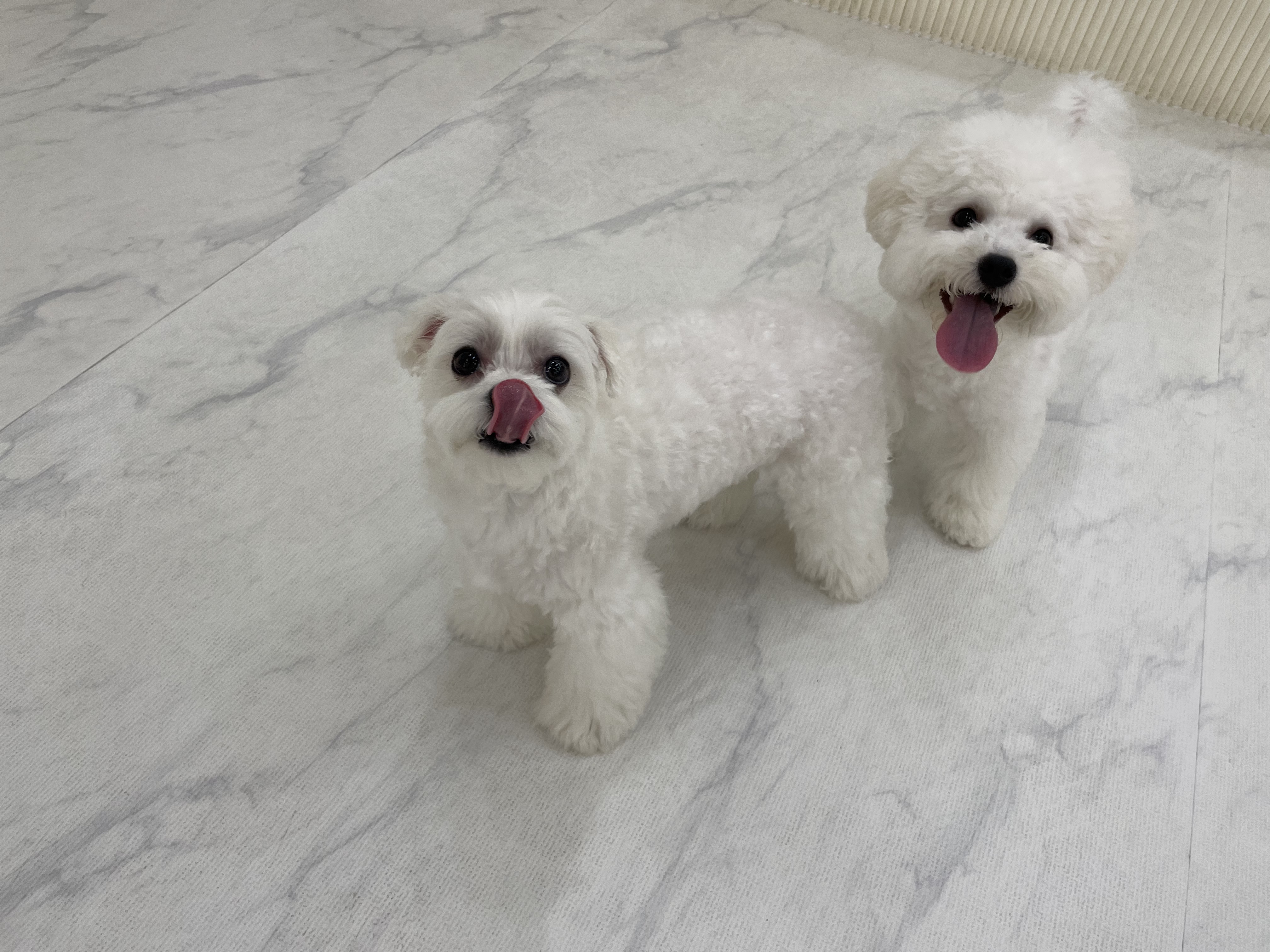 펫인쥬 애견유치원&애견호텔24 대표 이미지