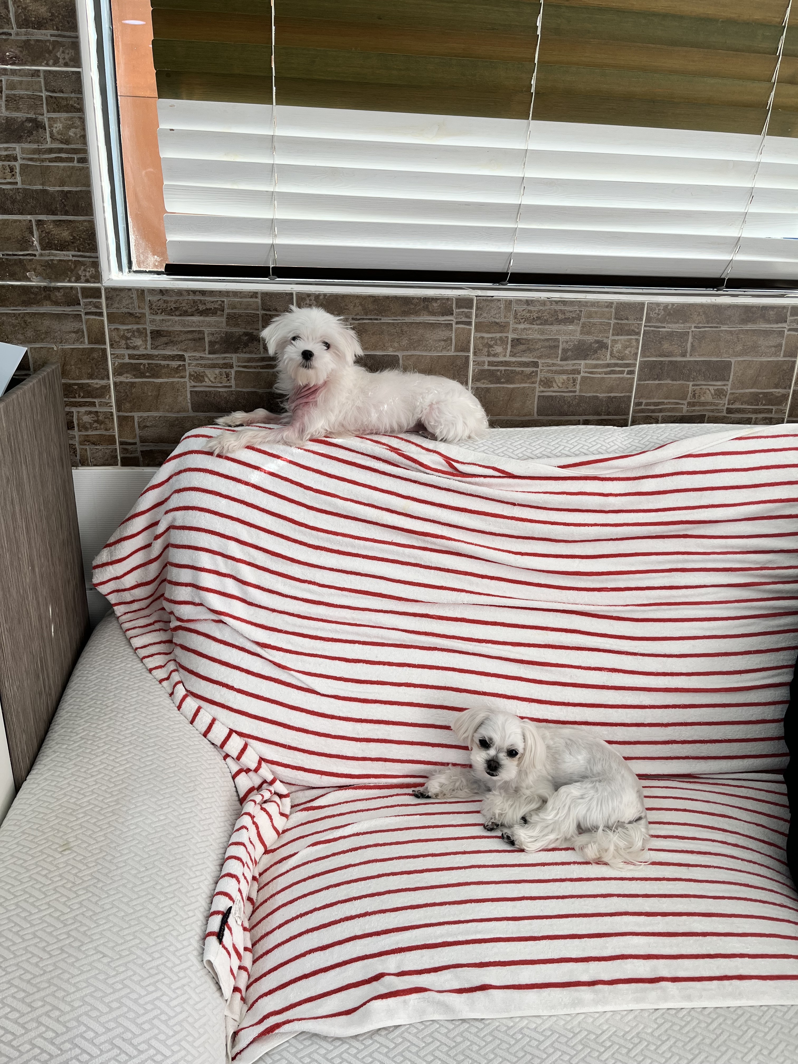 댕댕하우스 대표 이미지