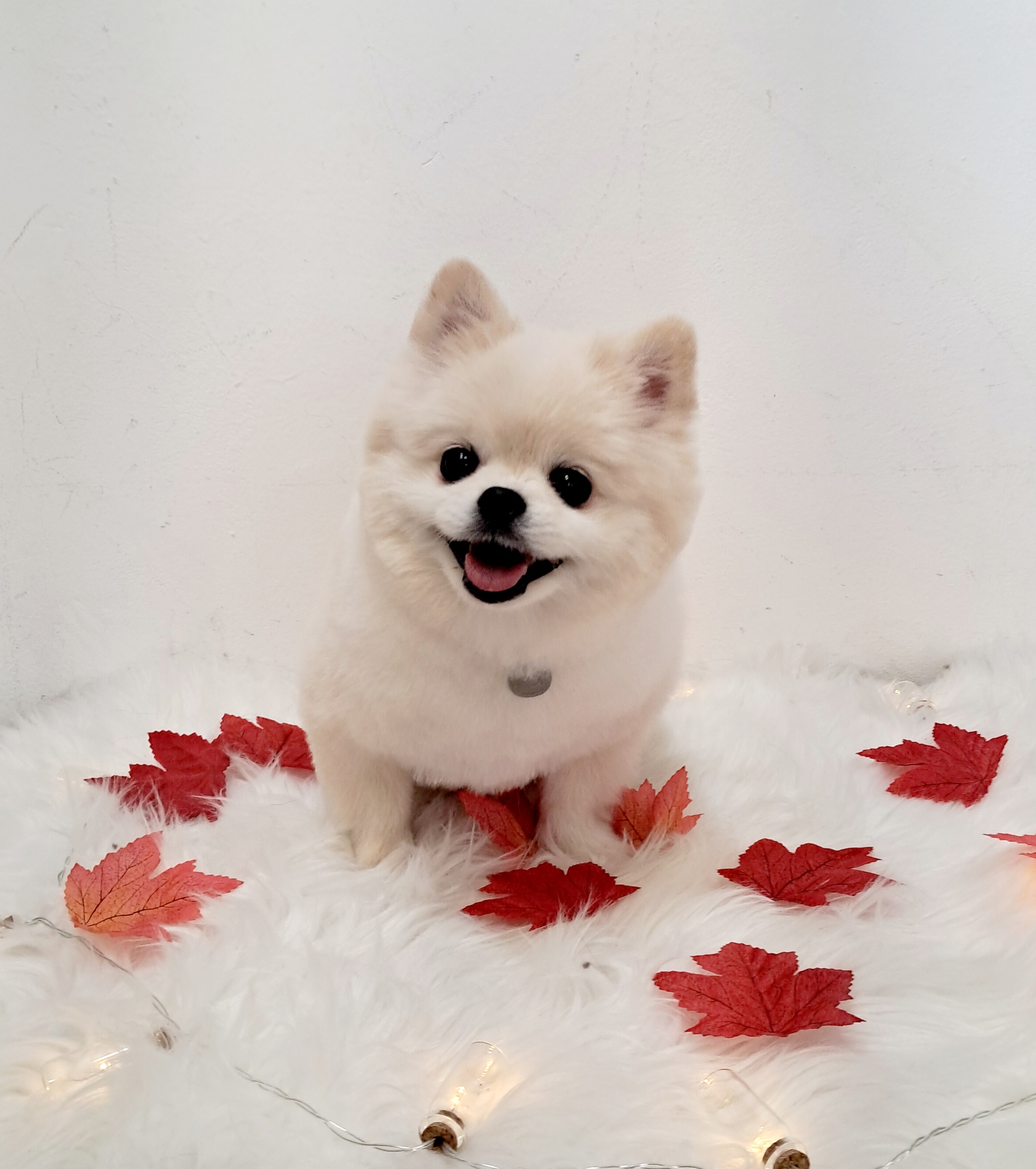 곁에 있을개 대표 이미지