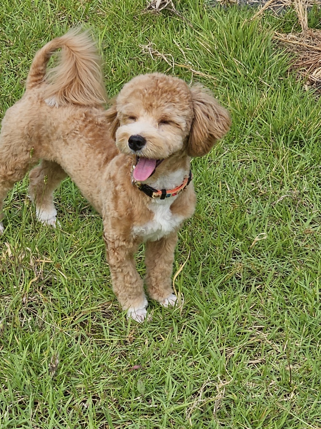 강아지클럽 대표 이미지