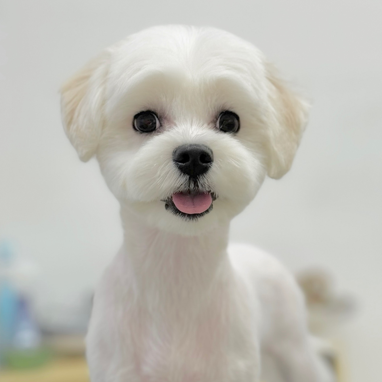 마이뭉 대표 이미지