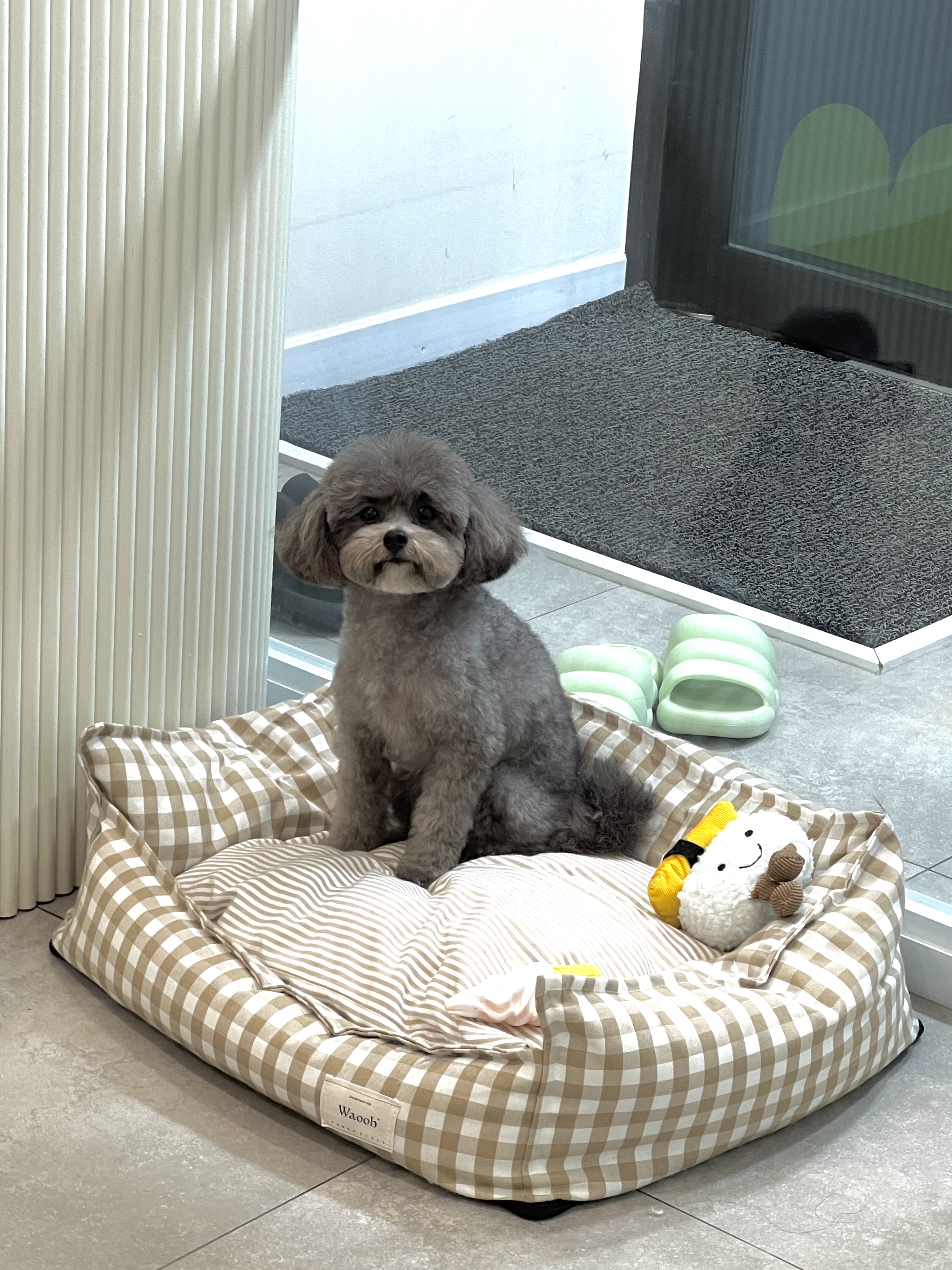 영광해피댕스애견샵