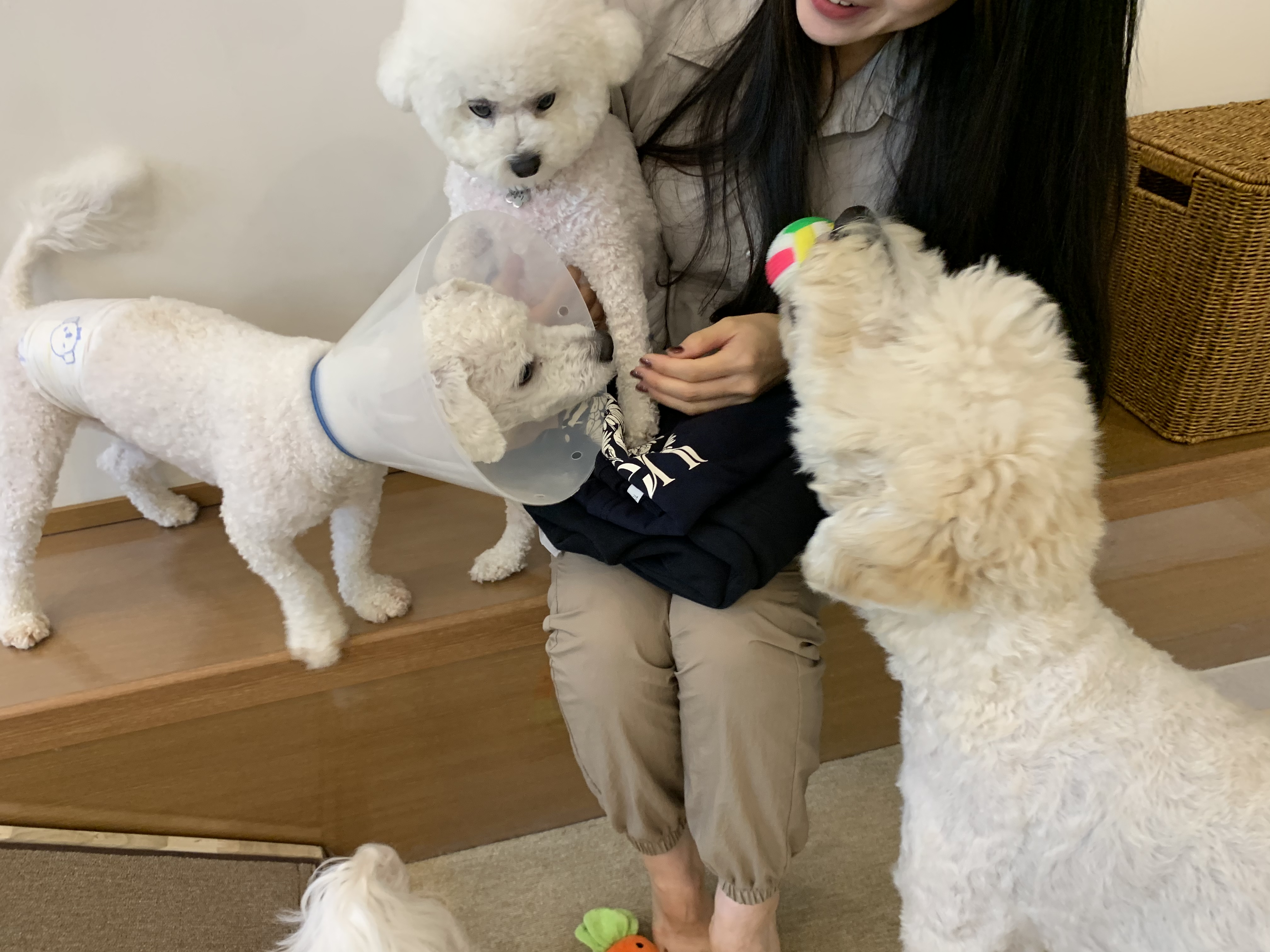 요미와 친구들 애견호텔 대표 이미지