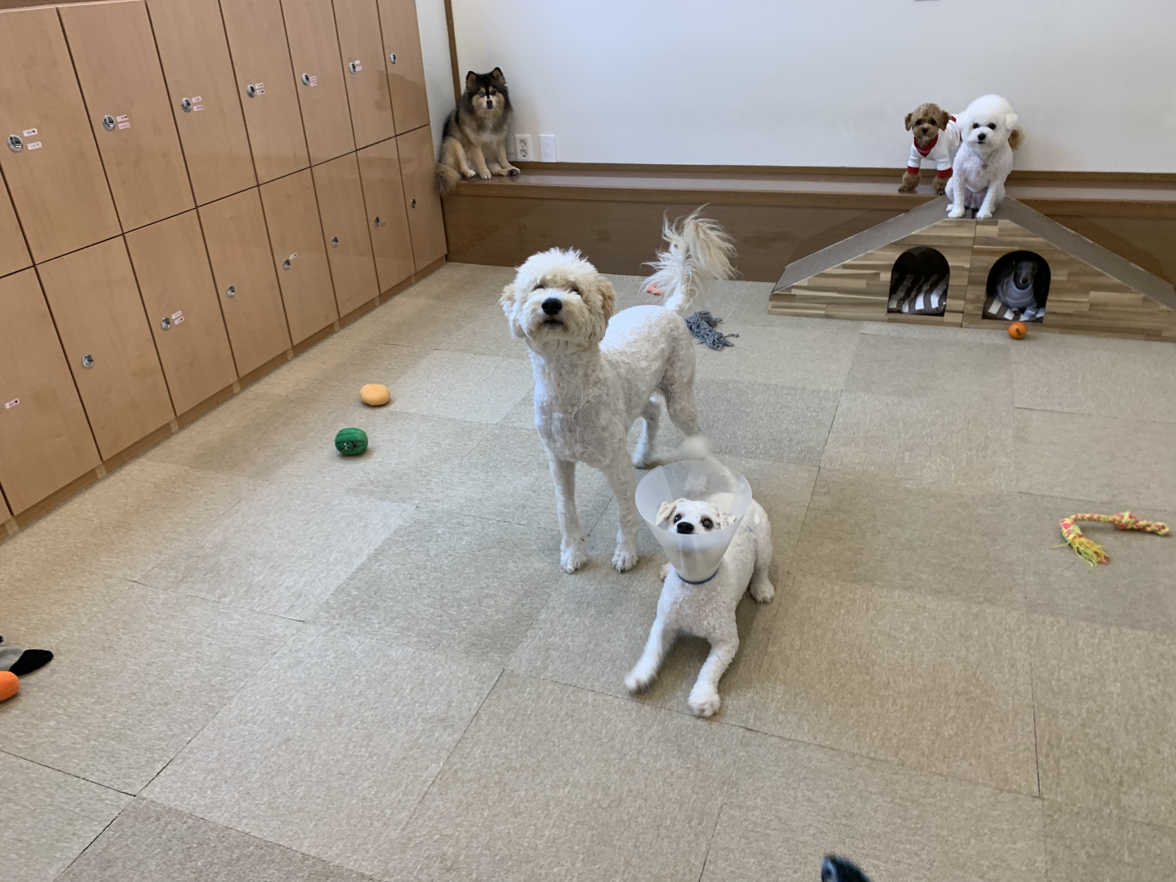 요미와 친구들 애견유치원&애견호텔 대표 이미지