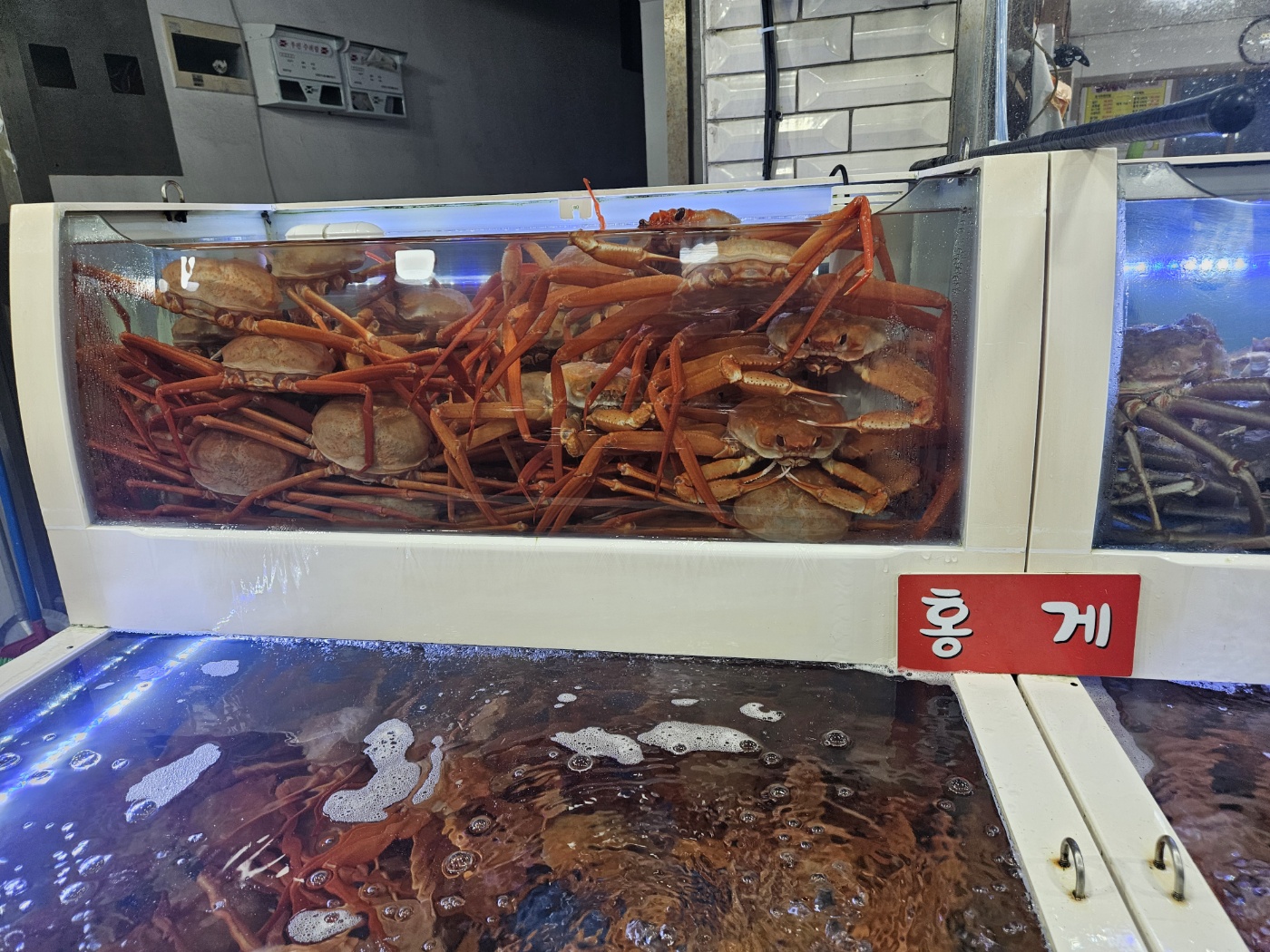 홍게왕국