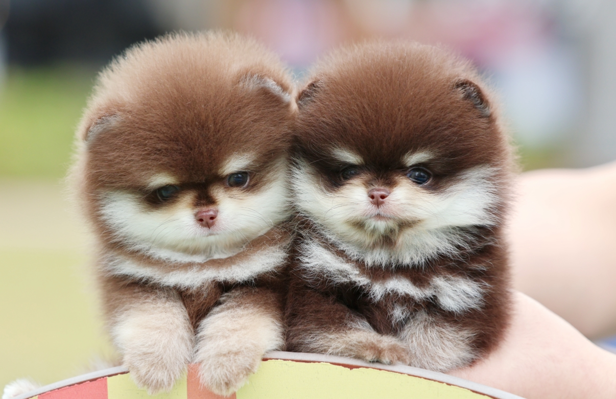 댕복궁 운정파주점