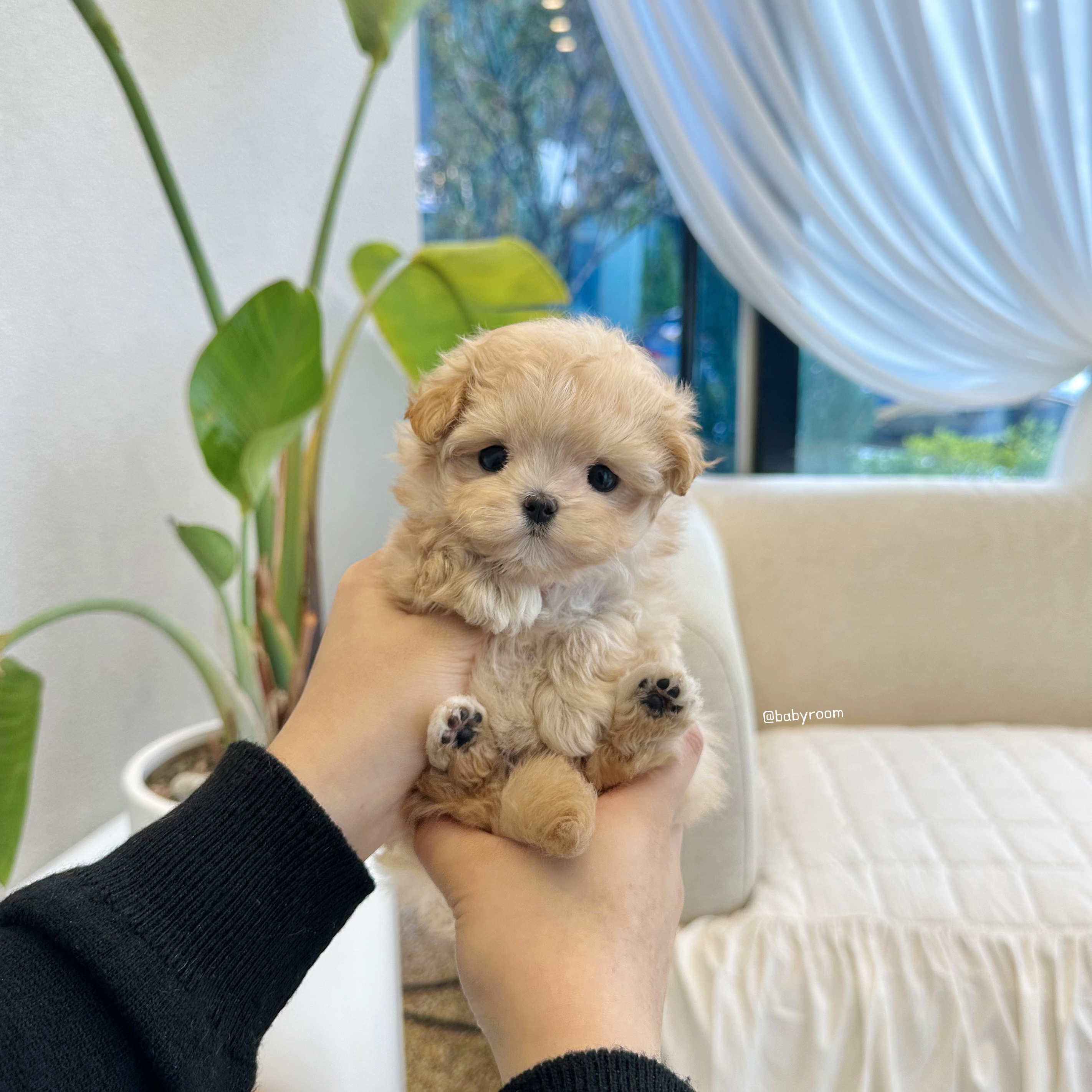 유앤미펫 강아지분양 고양이분양 위례점