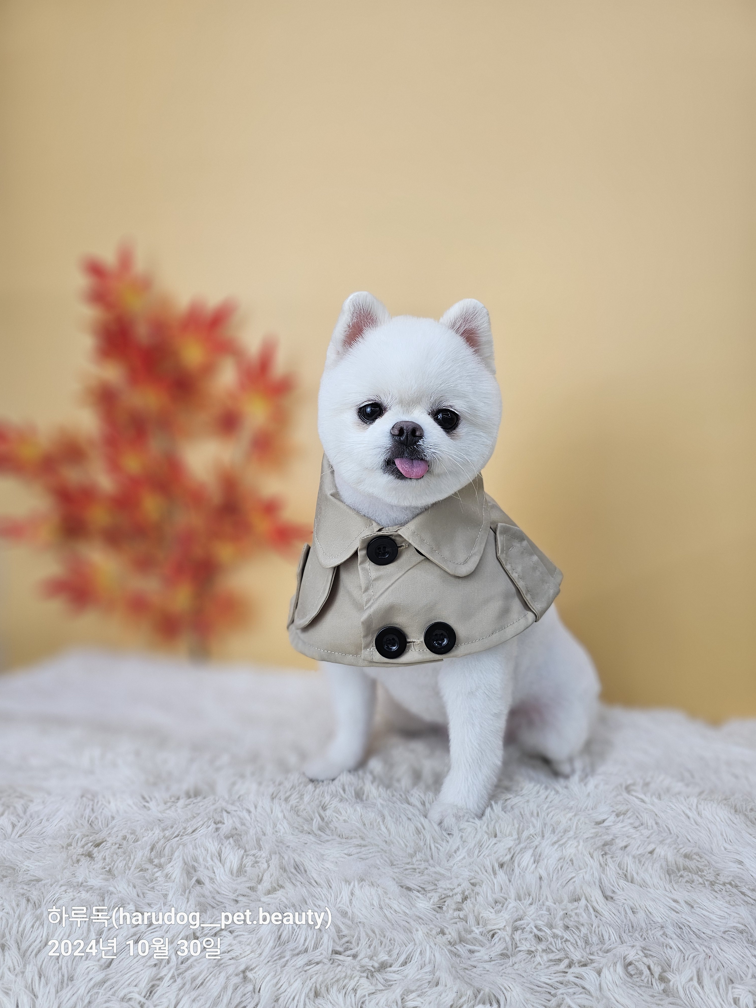 하루독/하루Dog달이와나나의하루 대표 이미지