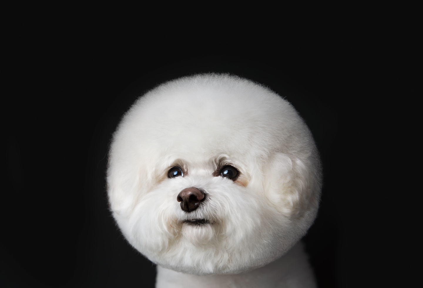 비쇼네 이대점 대표 이미지