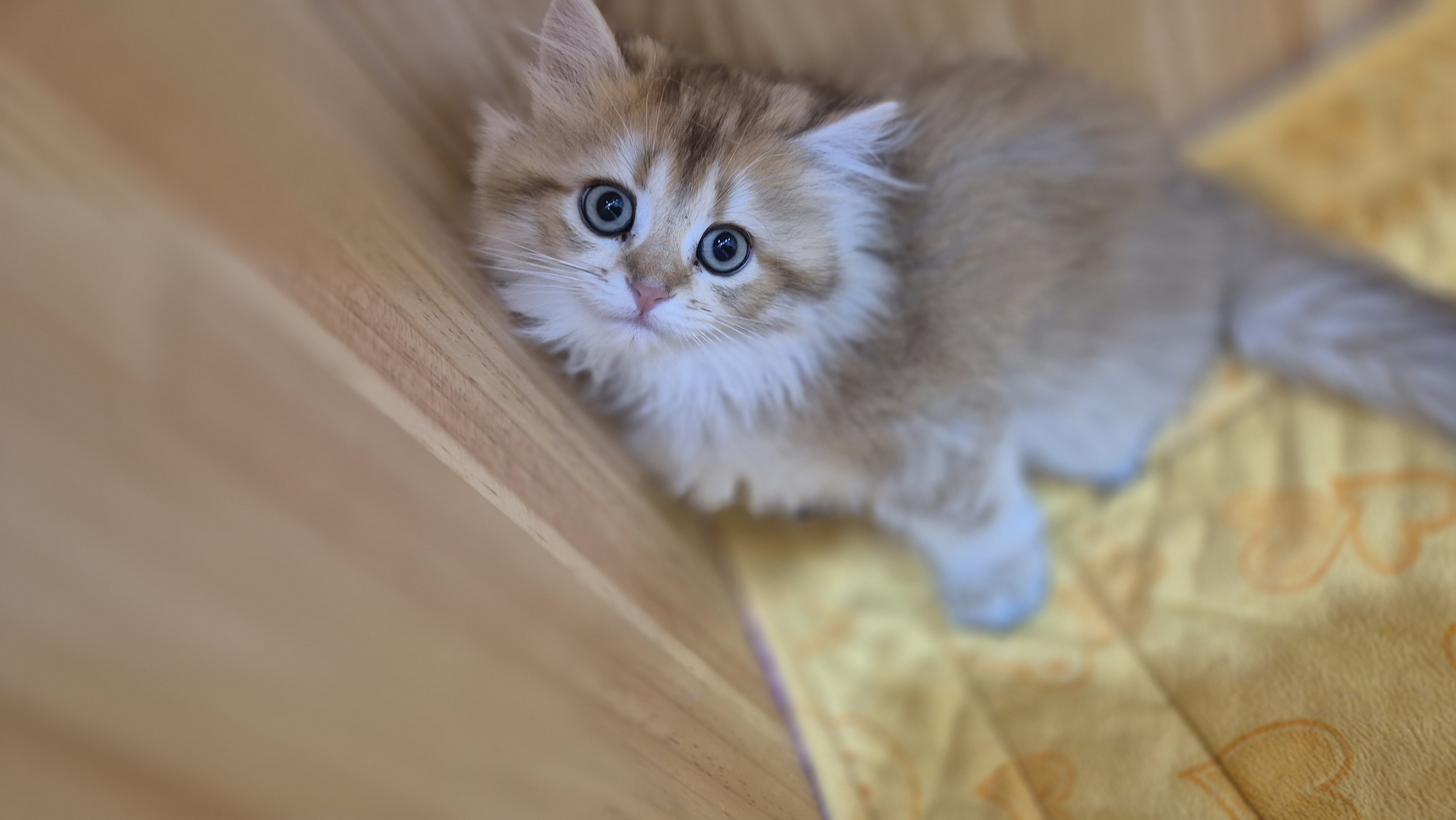 고양이카페 아이캣유