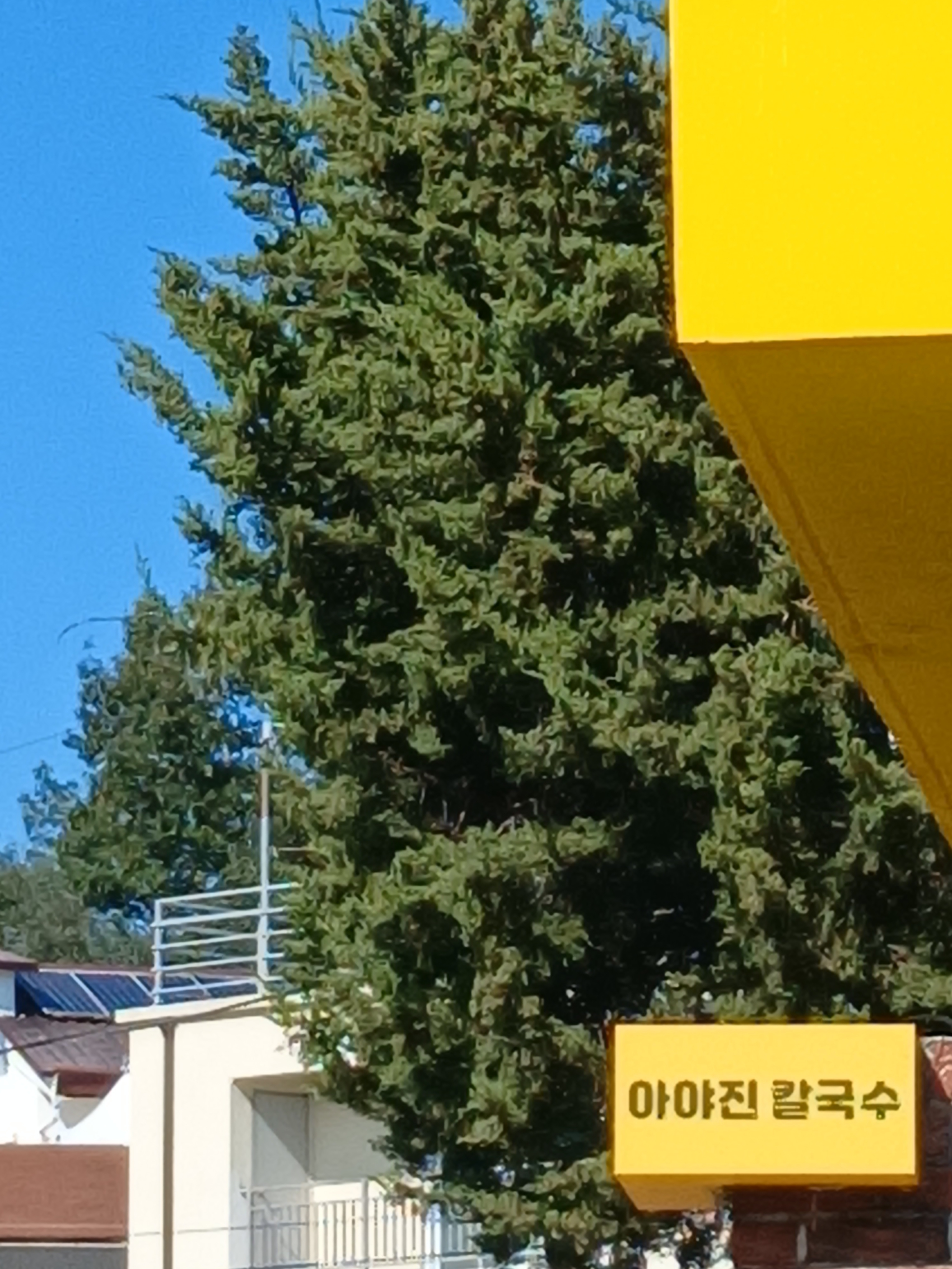 아야진칼국수