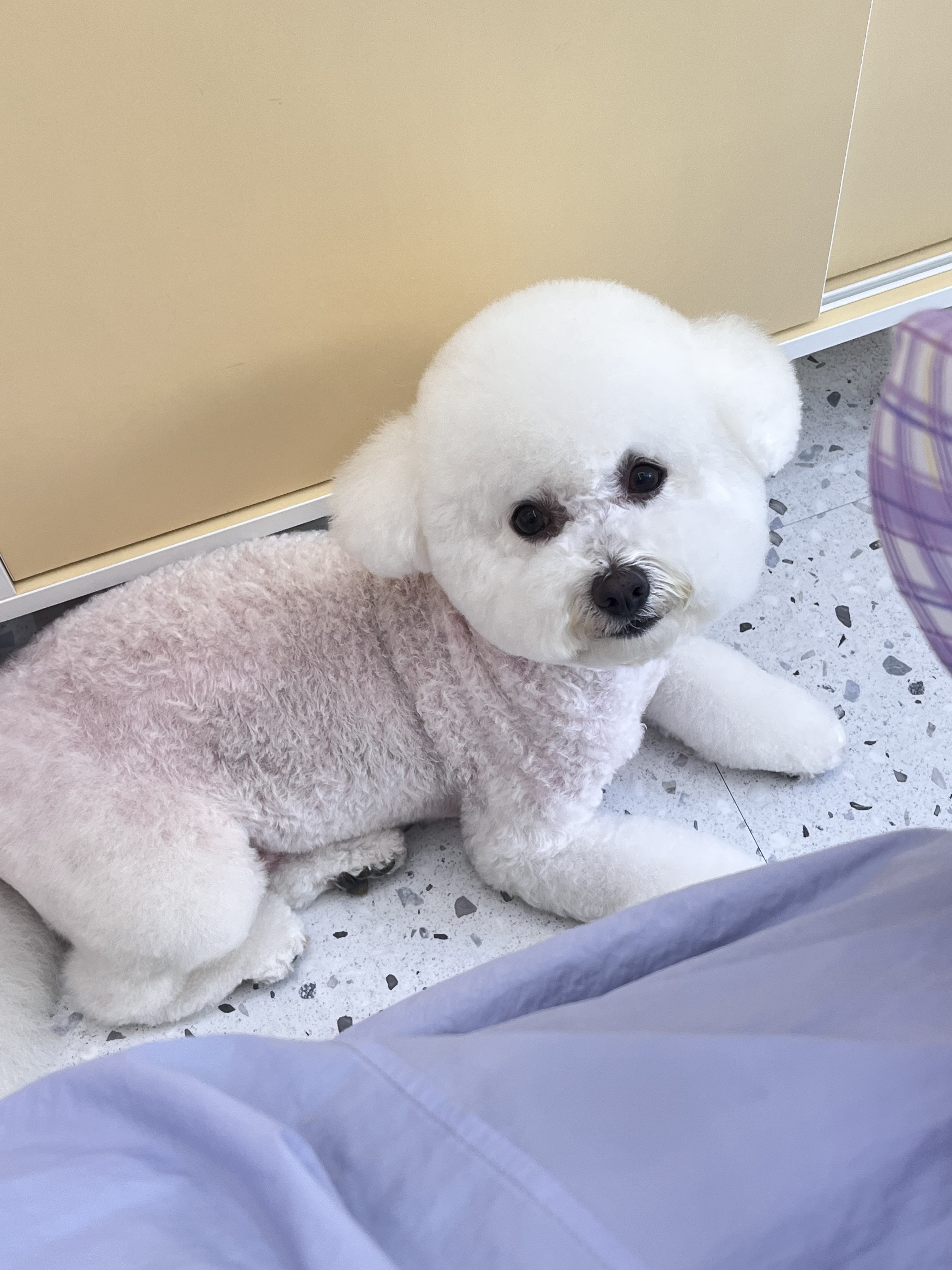 행복한 산책 충청 애견여행지