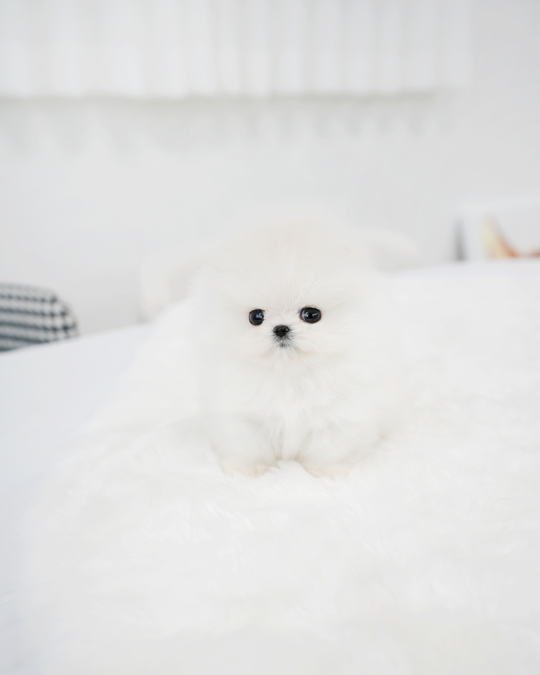 스타일독앤캣 강아지고양이 경기광주점