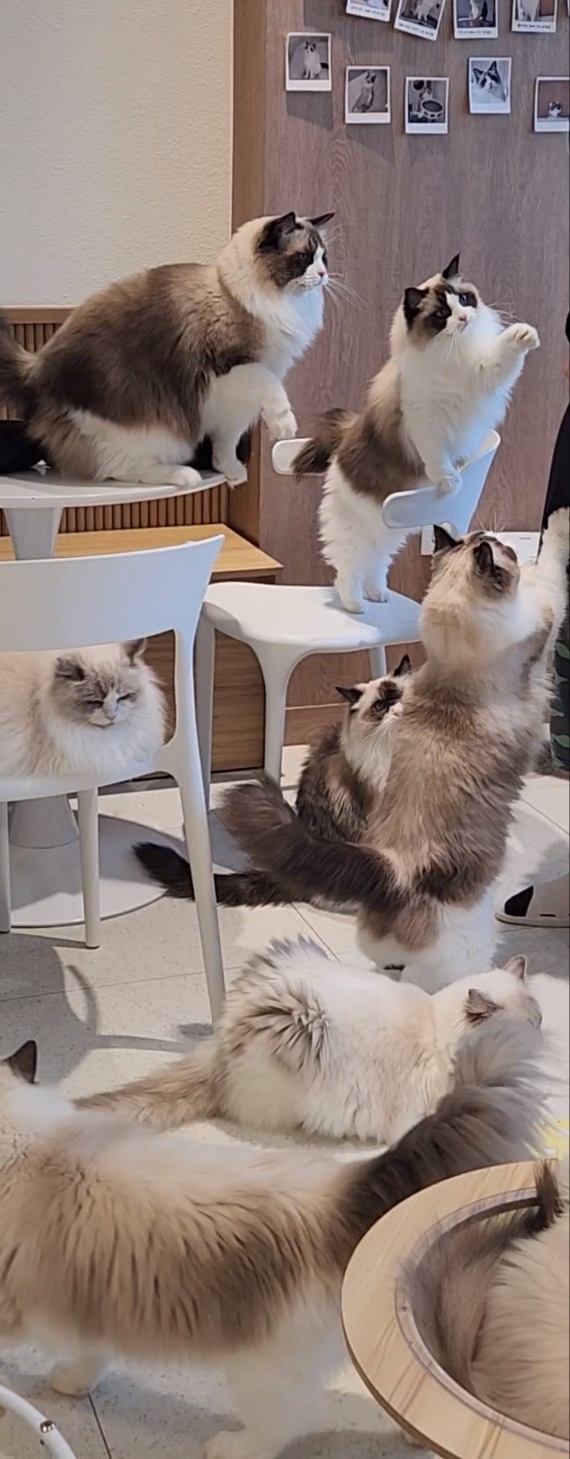 폴인캣츠