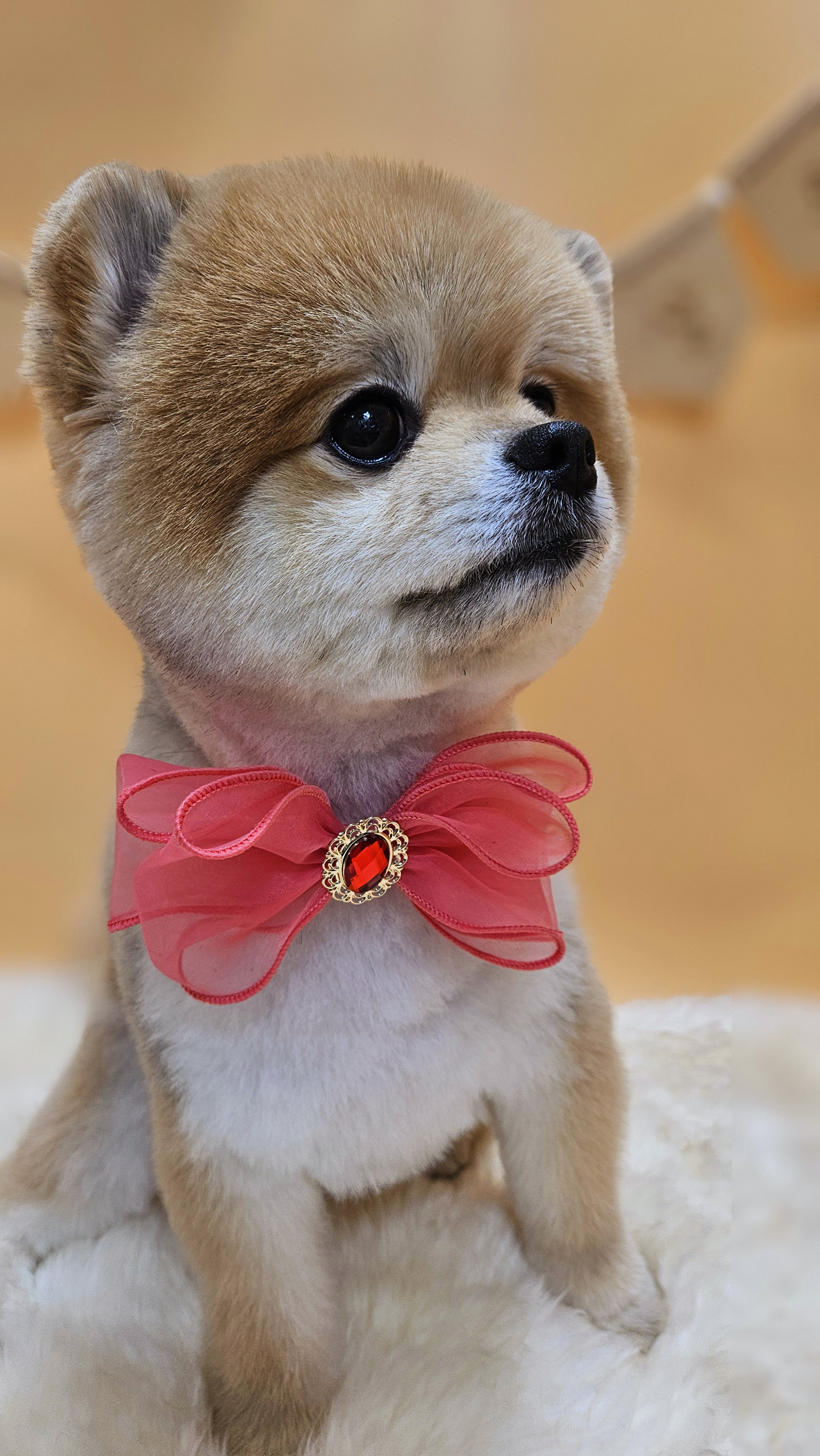 순심이네 펫살롱 대표 이미지