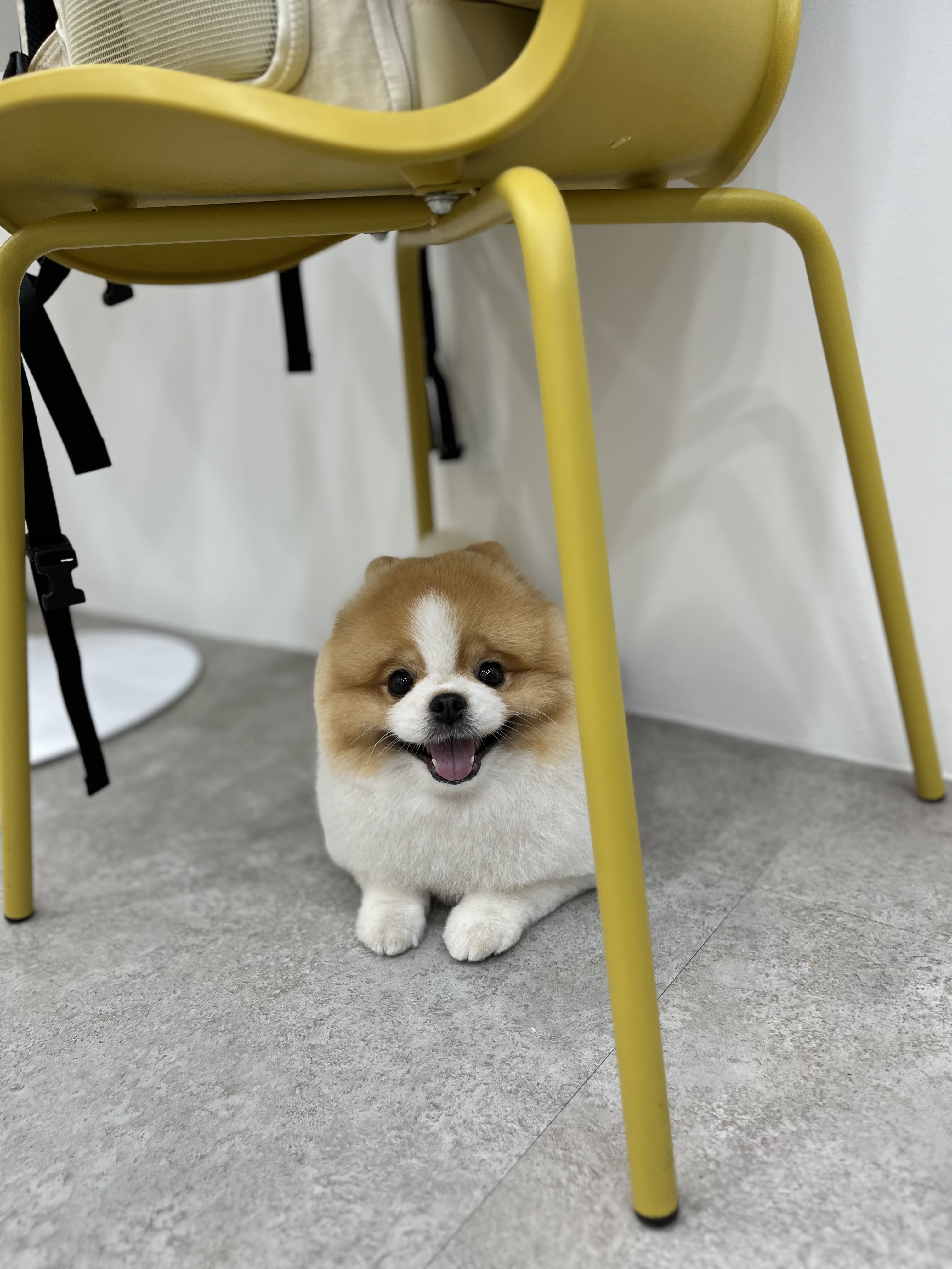 댕댕이발소 대표 이미지