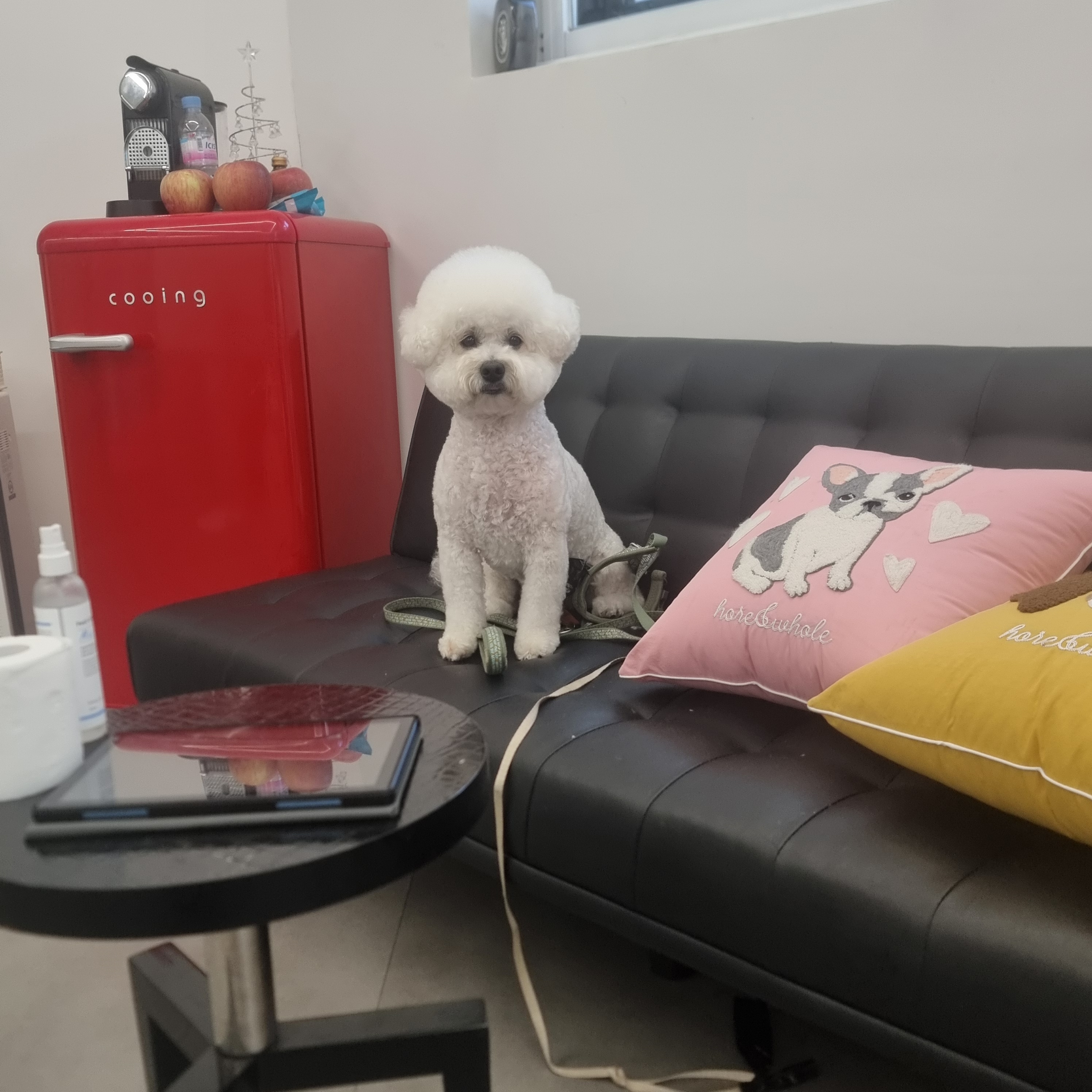 도기도기 대표 이미지