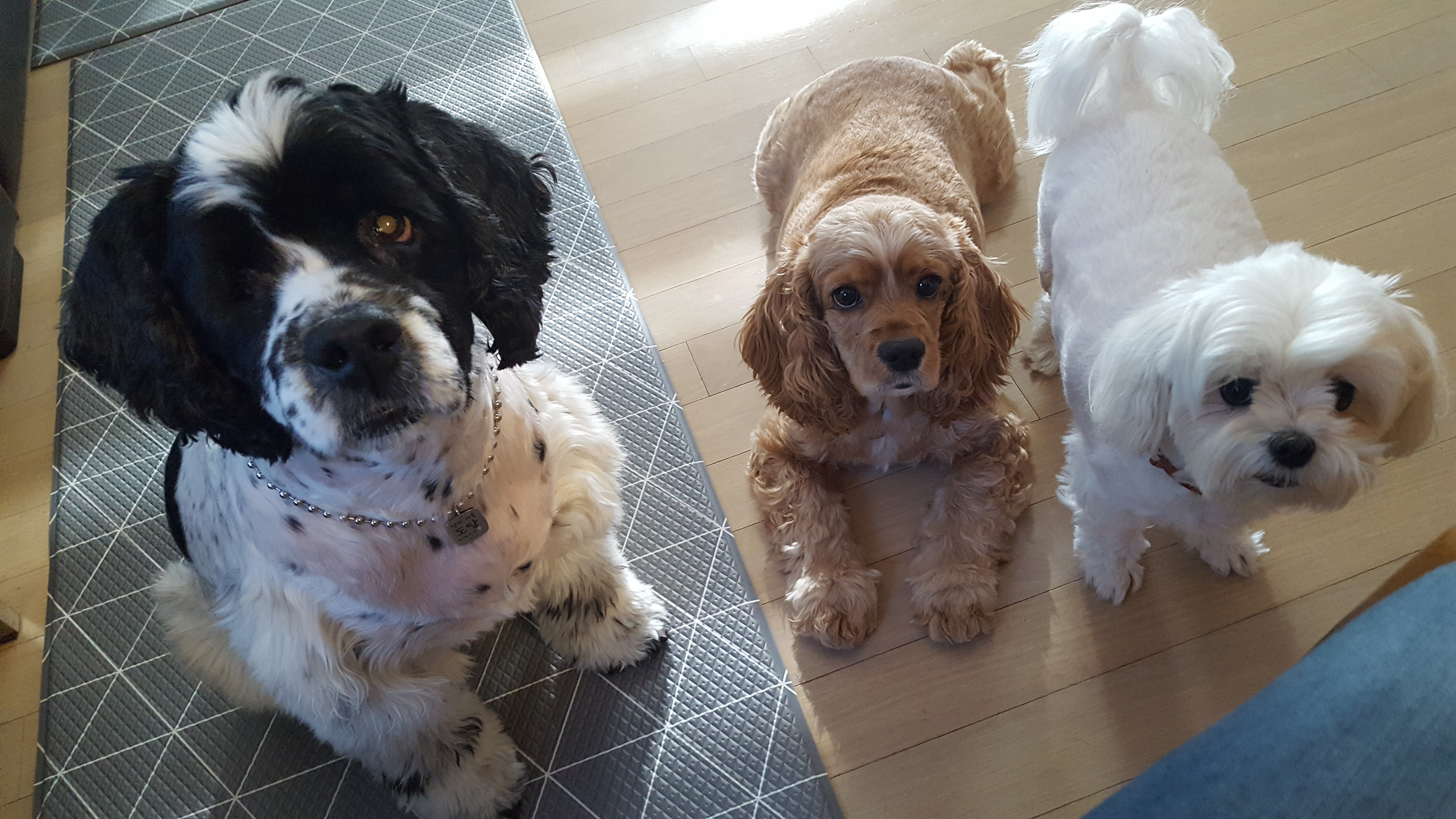 옐로우퍼피 대표 이미지