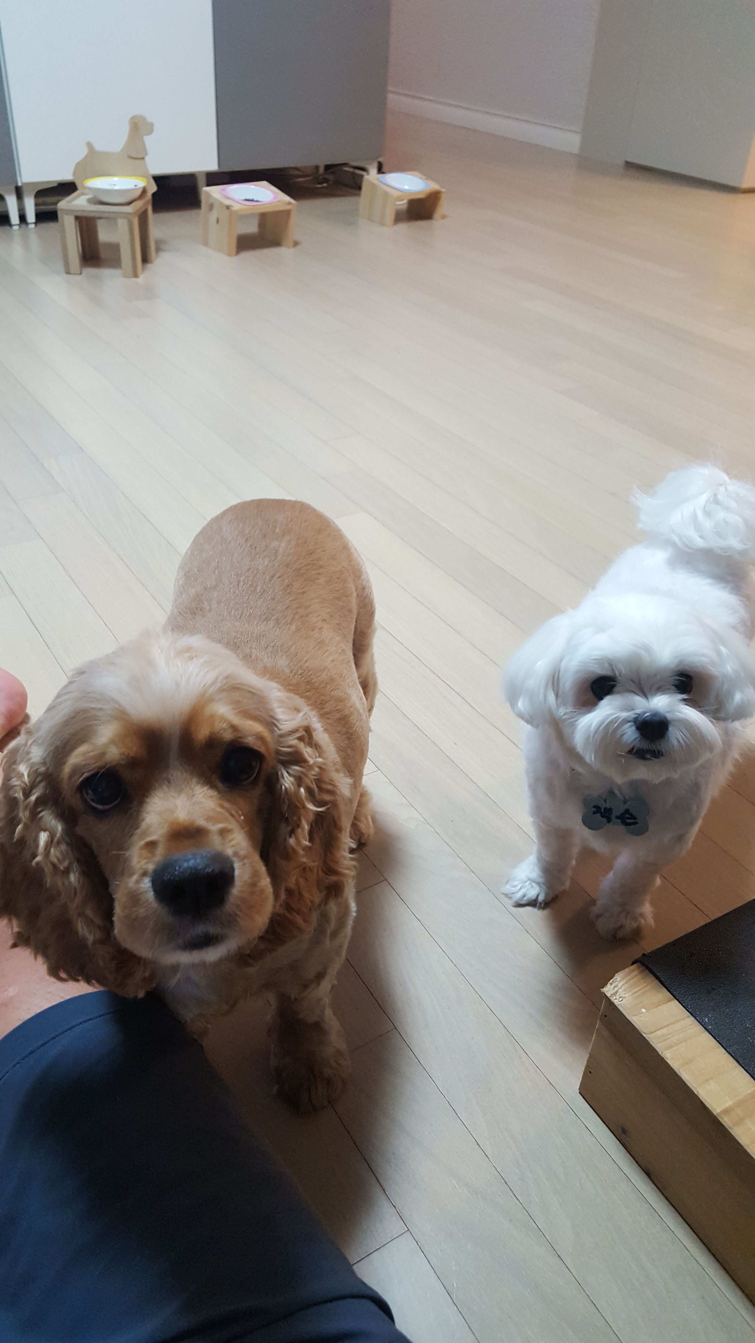 옐로우퍼피 대표 이미지