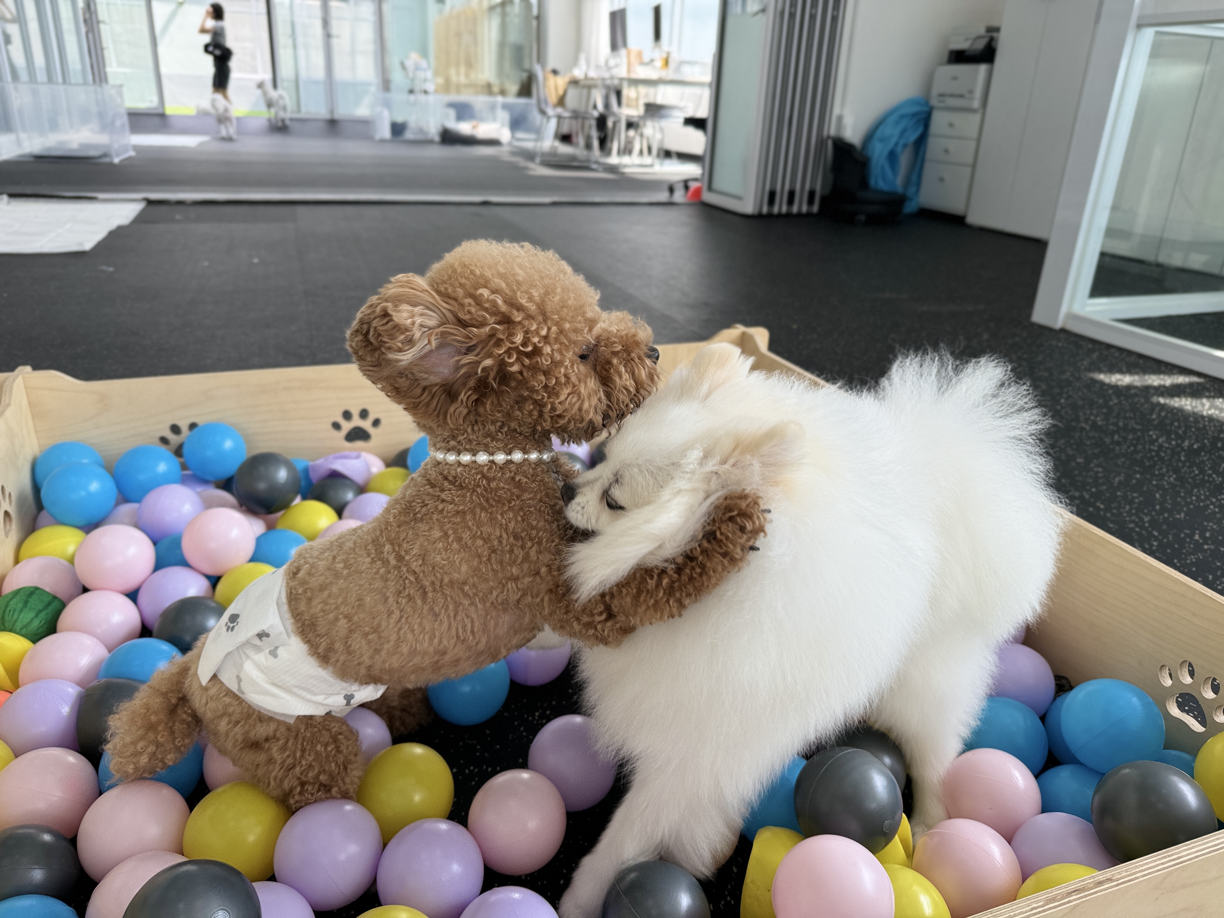 코코스 애견호텔 대표 이미지